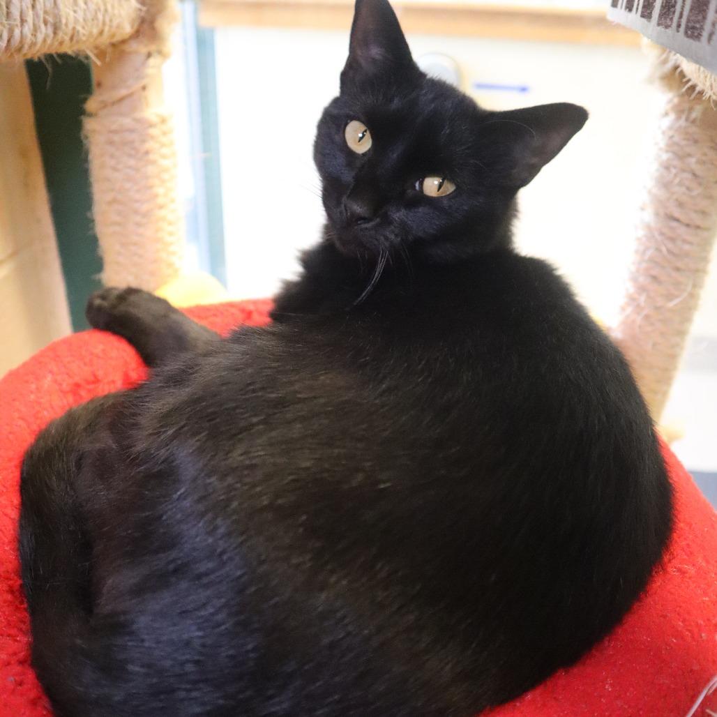 Fluffy, Adoptable, Adult Female Domestic Short Hair.