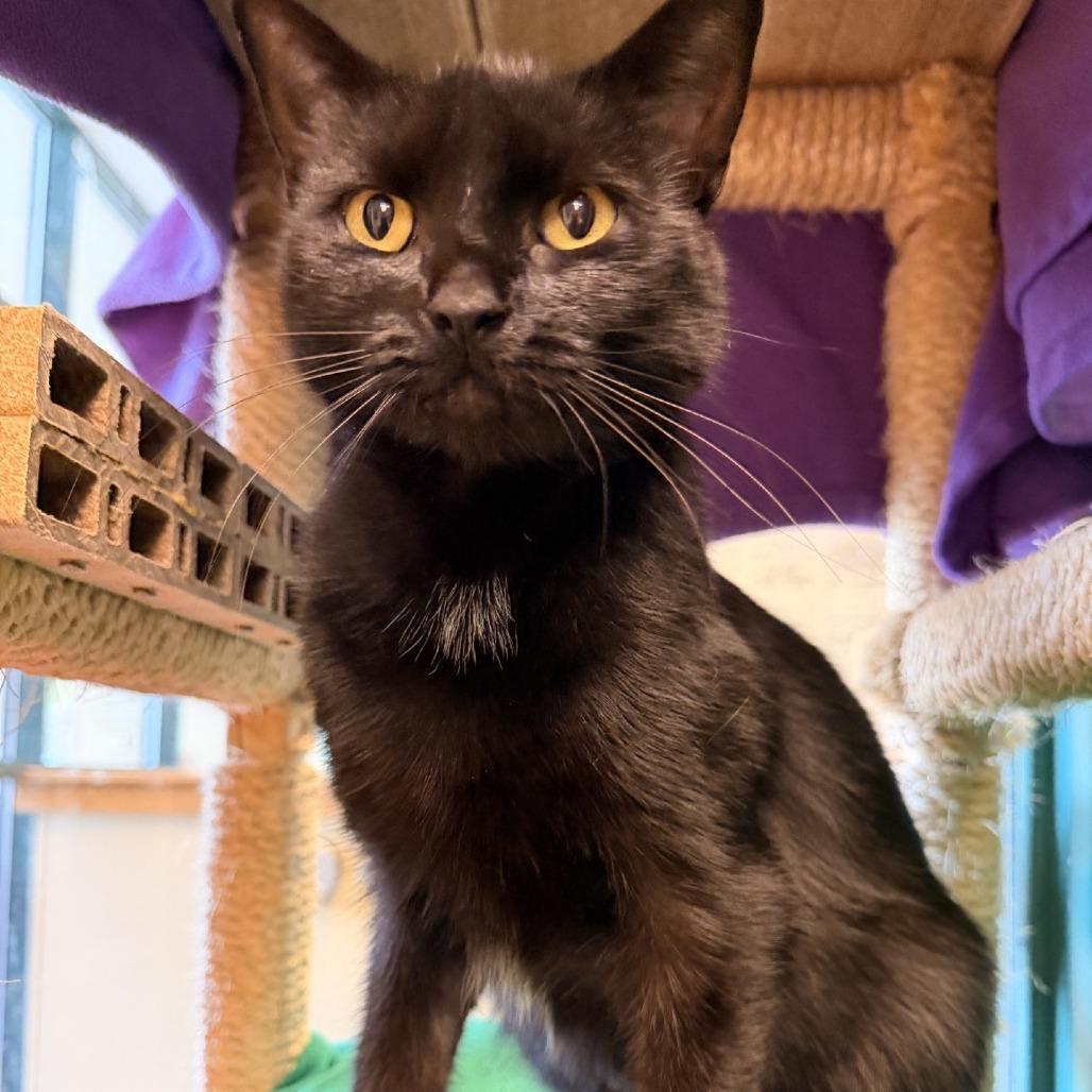 Fluffy, a Adoptable Domestic Short Hair in Waukesha, WI image 2/4