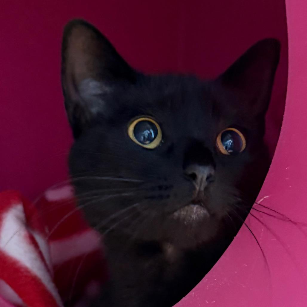 Fluffy, a Adoptable Domestic Short Hair in Waukesha, WI image 3/4