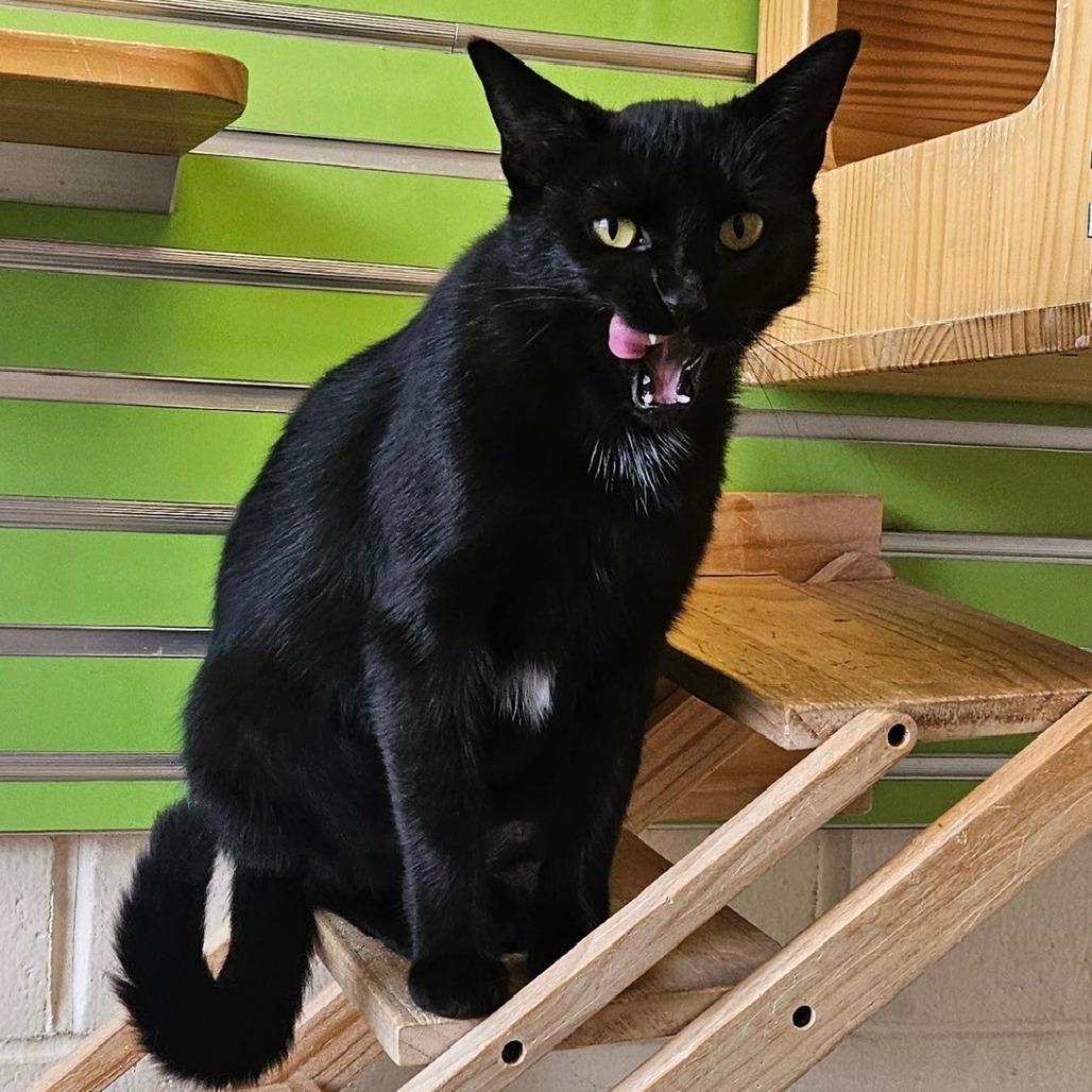 Fluffy, a Adoptable Domestic Short Hair in Waukesha, WI image 4/4