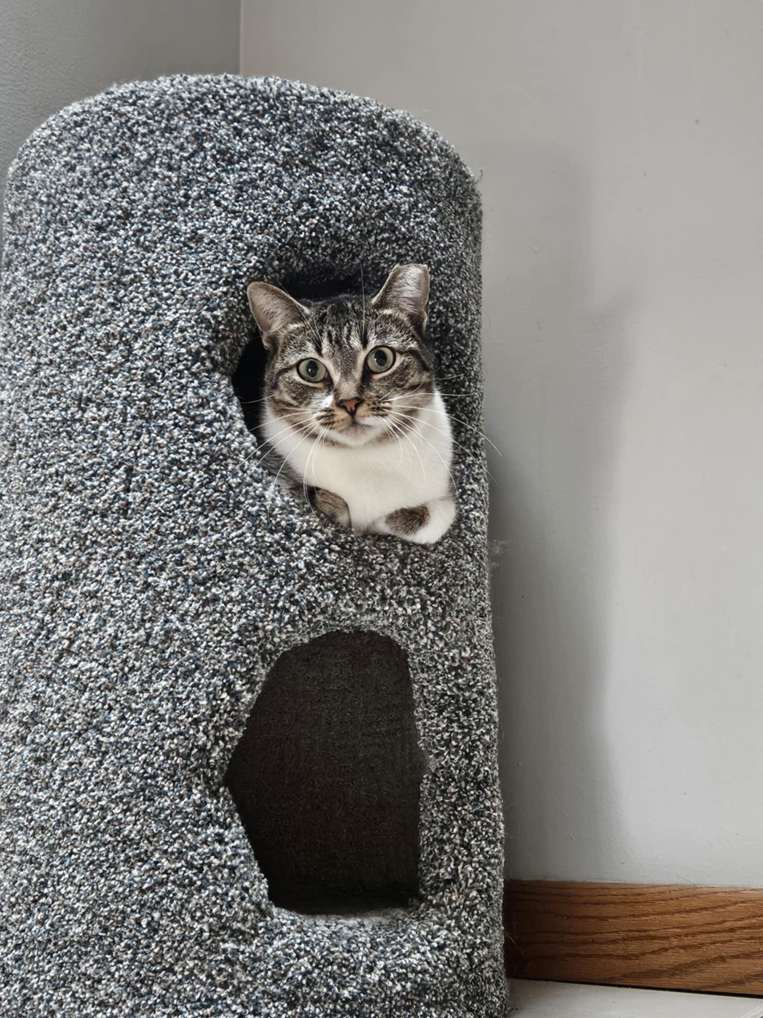 Phiona & Daisy, Adoptable, Adult Female Domestic Short Hair.