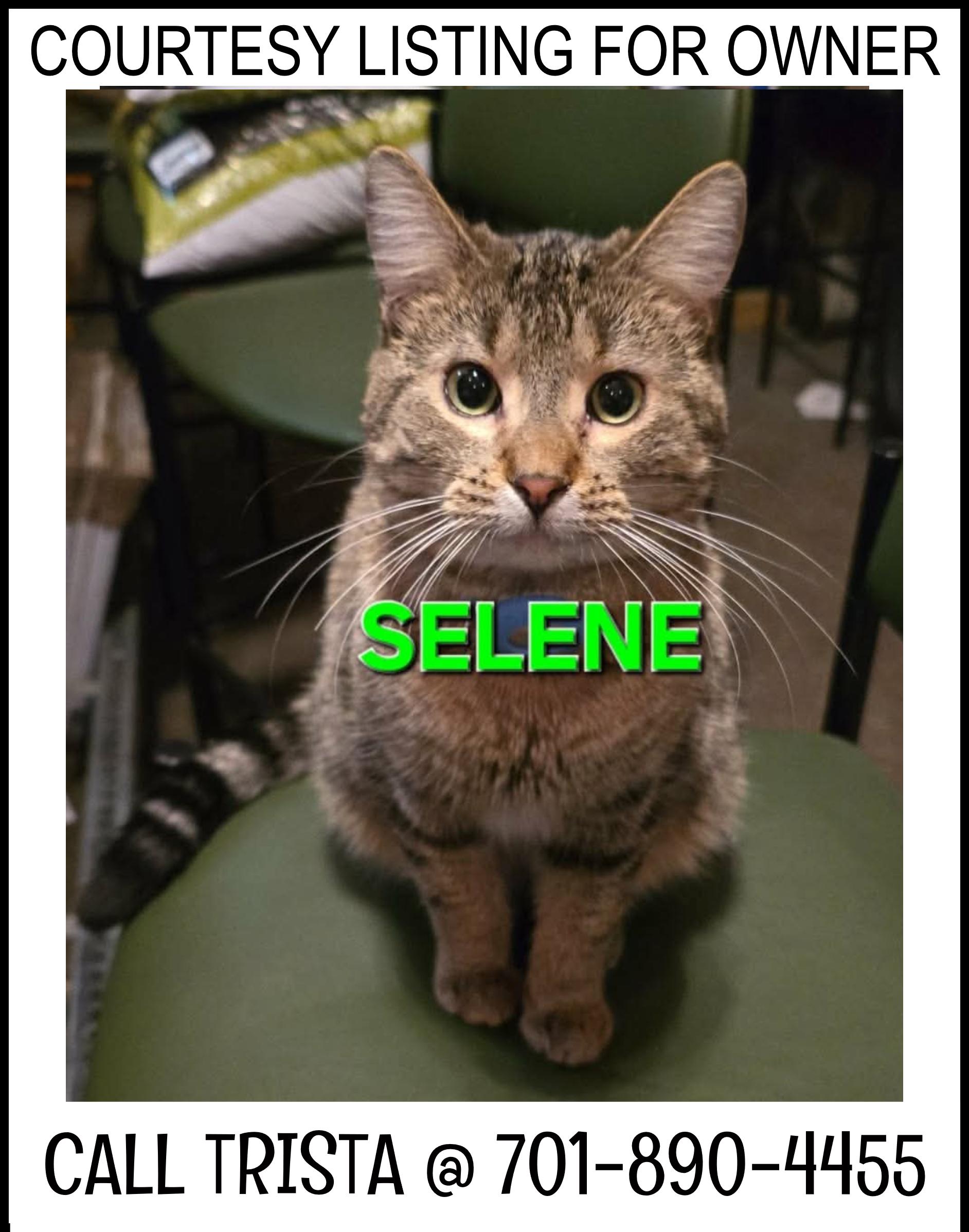 Selene - COURTESY LISTING FOR OWNER, ADOPTABLE, Adult Female Domestic Medium Hair.