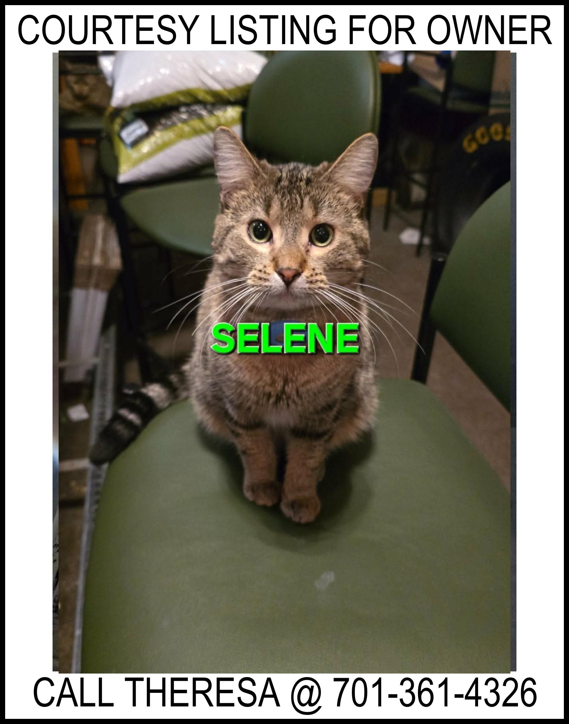 Selene - COURTESY LISTING FOR OWNER, ADOPTABLE, Adult Female Domestic Medium Hair.