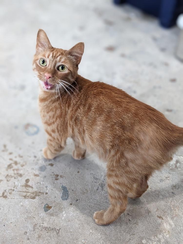Enlarge Gingerbread, a Adoptable Domestic Short Hair in Lewisburg, TN image 1/1