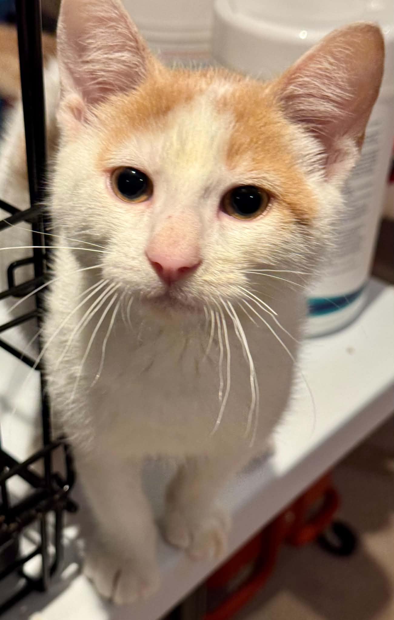 Vega, Adopted, Young Male Domestic Short Hair.