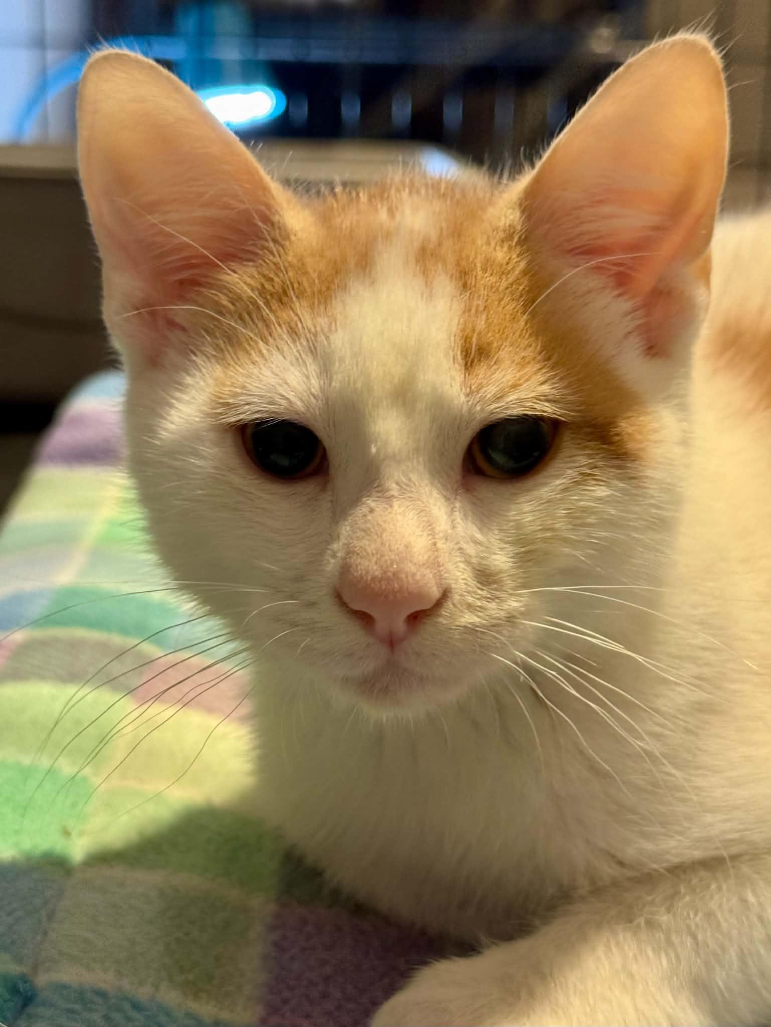 Enlarge Vega, a Adopted Domestic Short Hair in Orleans, ON image 2/2