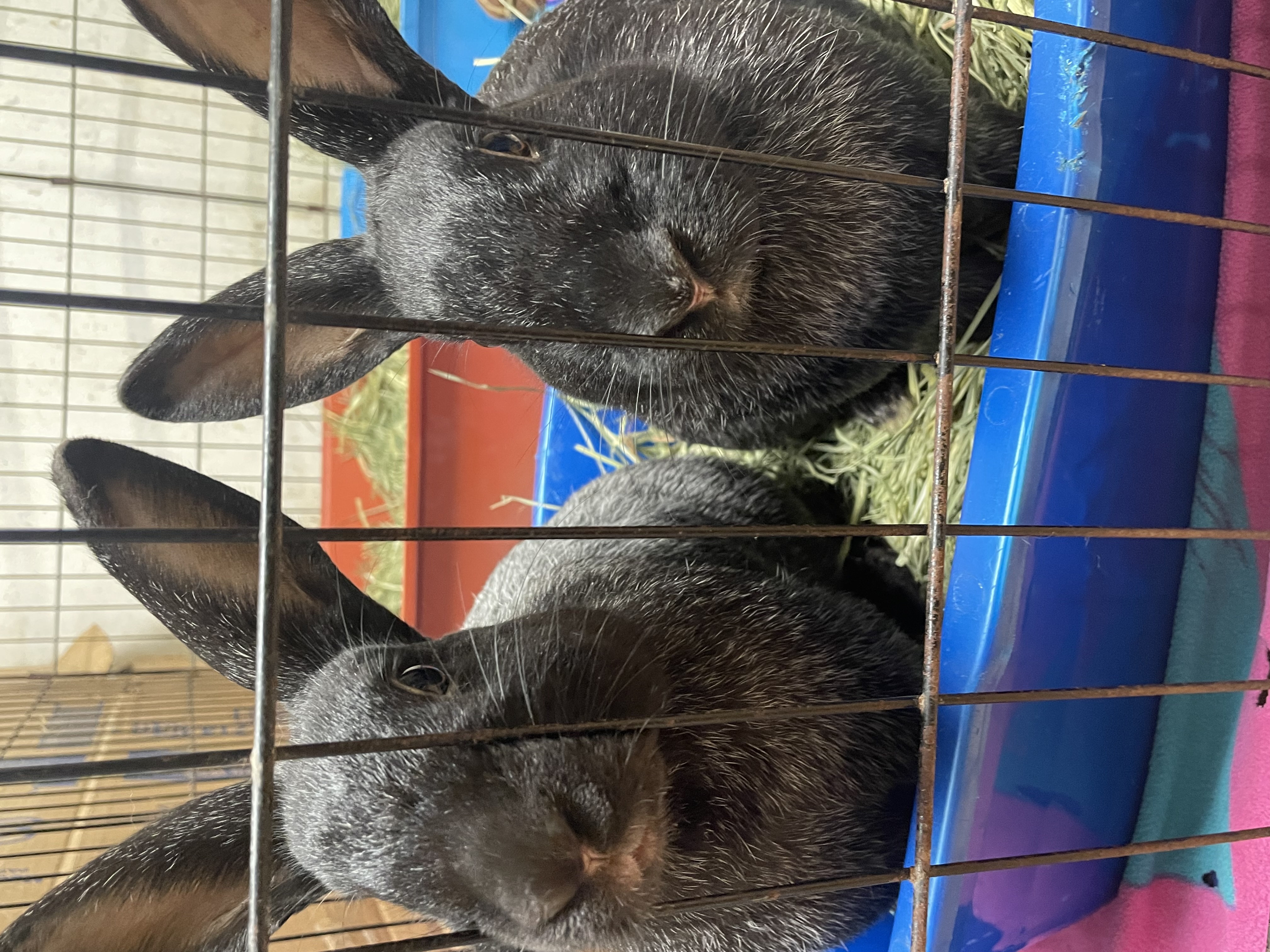 Enlarge Charles: featured pet!!, a Adoptable Champagne D'Argent in Edinburg, PA image 3/6