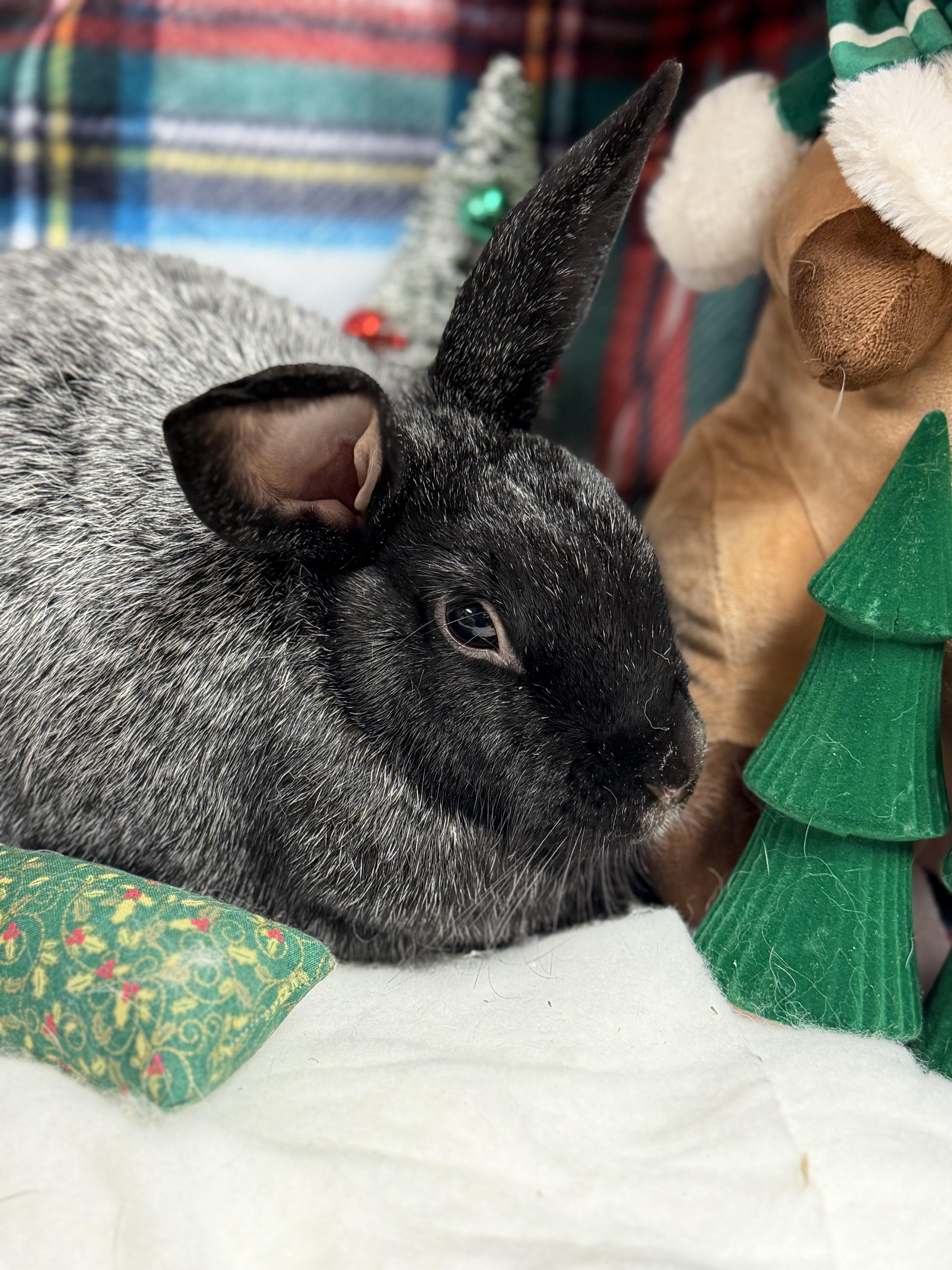 Enlarge Charles: featured pet!!, a Adoptable Champagne D'Argent in Edinburg, PA image 6/6