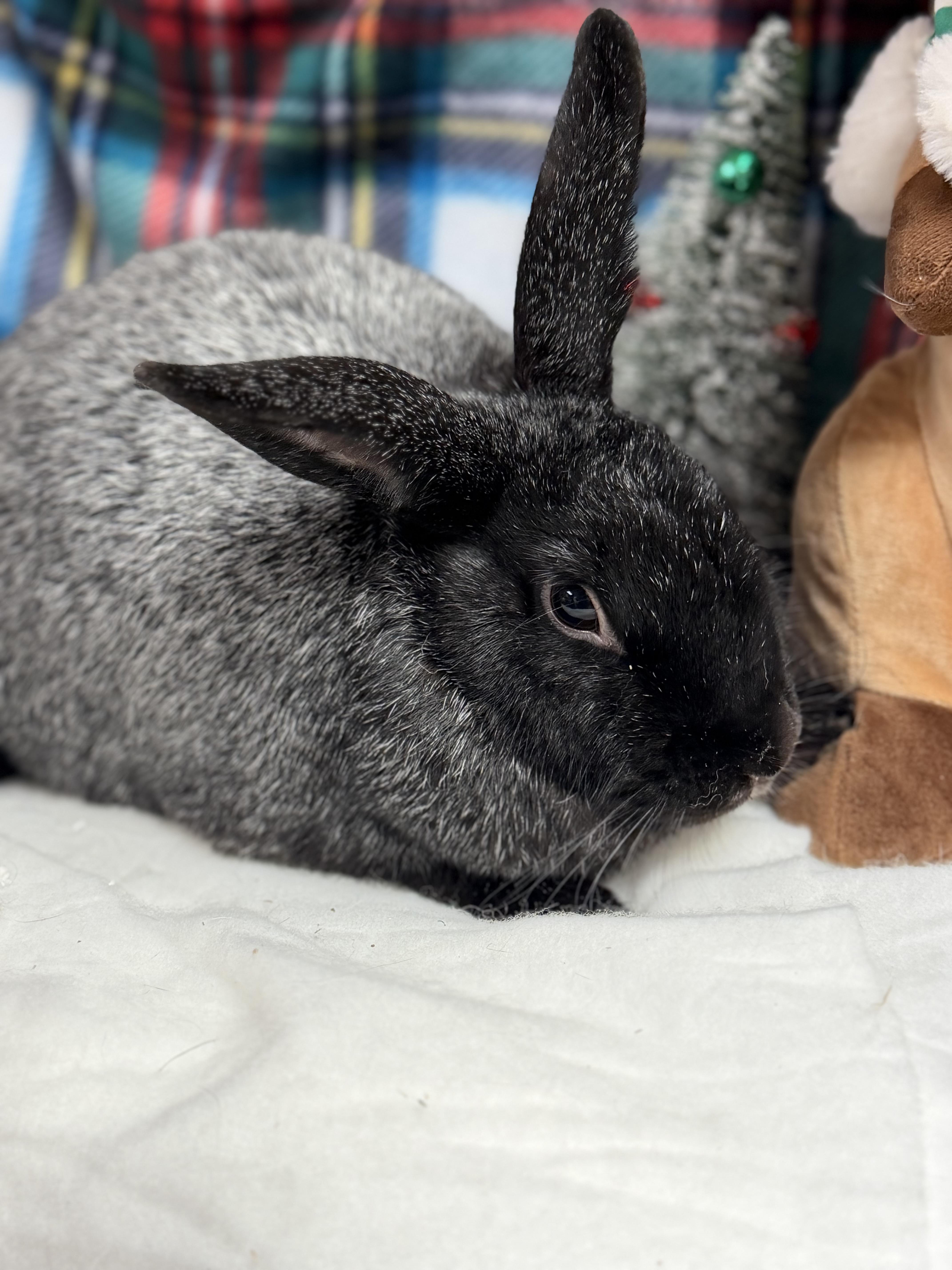 Enlarge Charles: featured pet!!, a Adoptable Champagne D'Argent in Edinburg, PA image 5/6