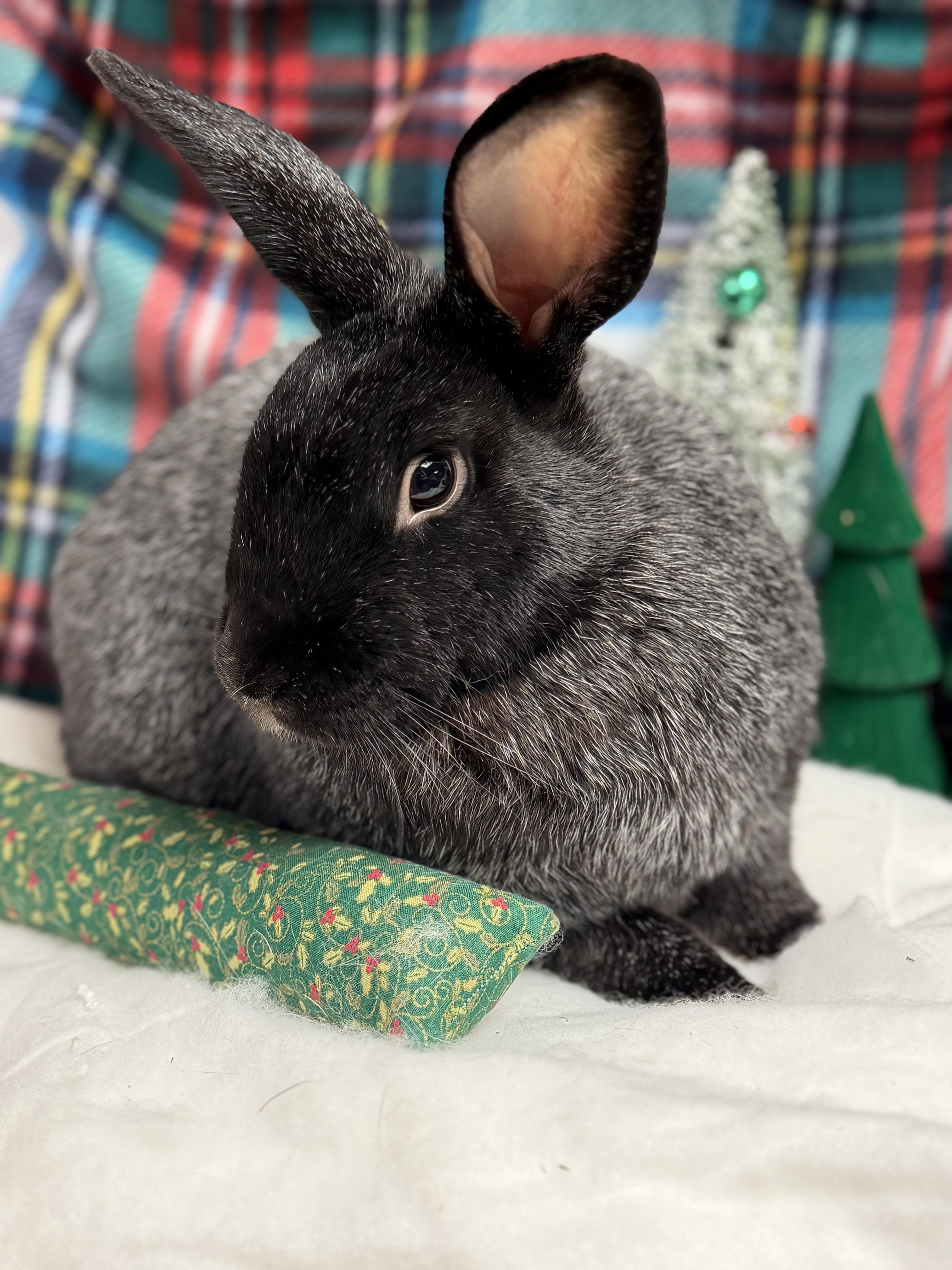 Enlarge Charles: featured pet!!, a Adoptable Champagne D'Argent in Edinburg, PA image 1/6