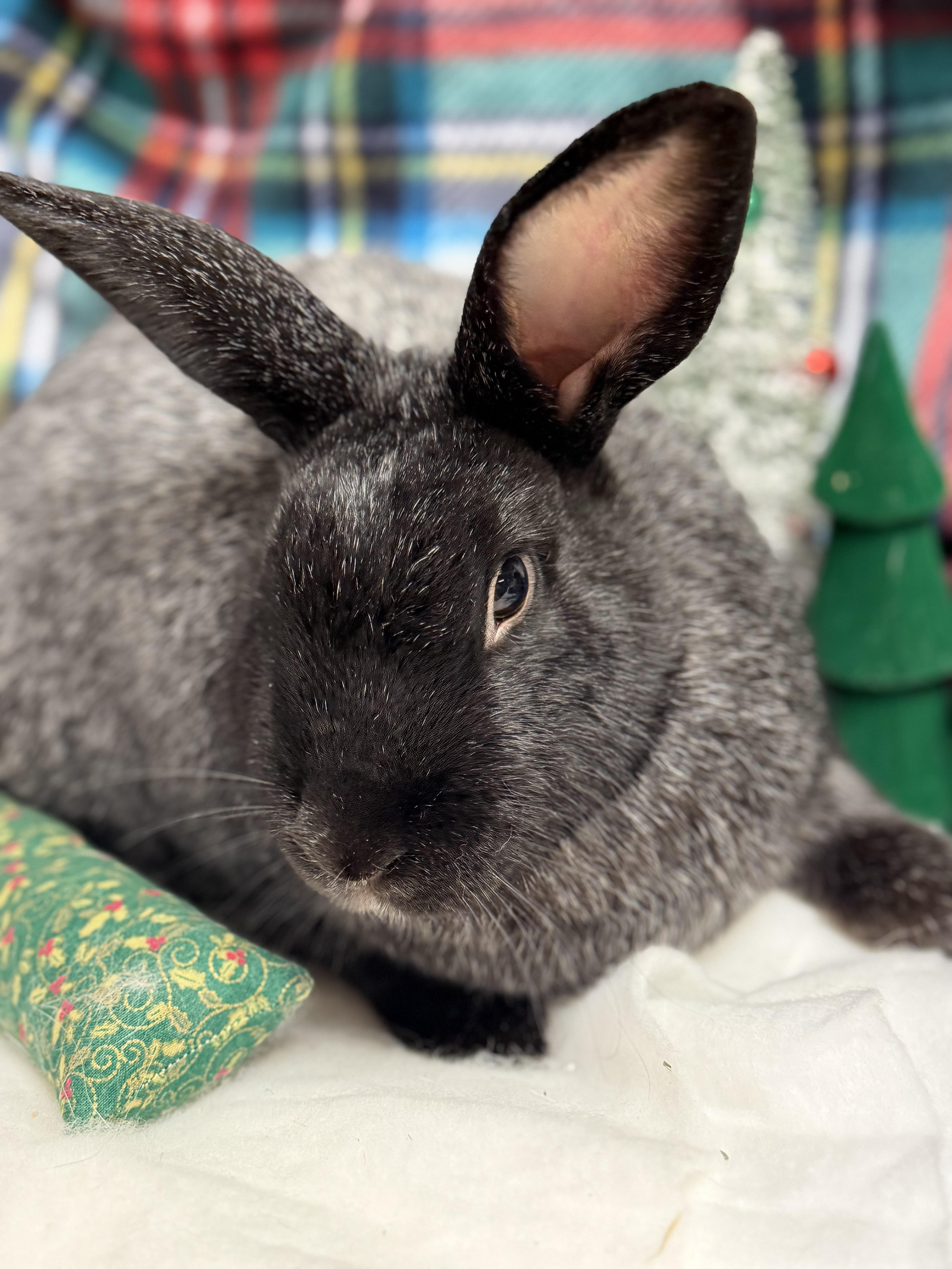Enlarge Charles: featured pet!!, a Adoptable Champagne D'Argent in Edinburg, PA image 4/6