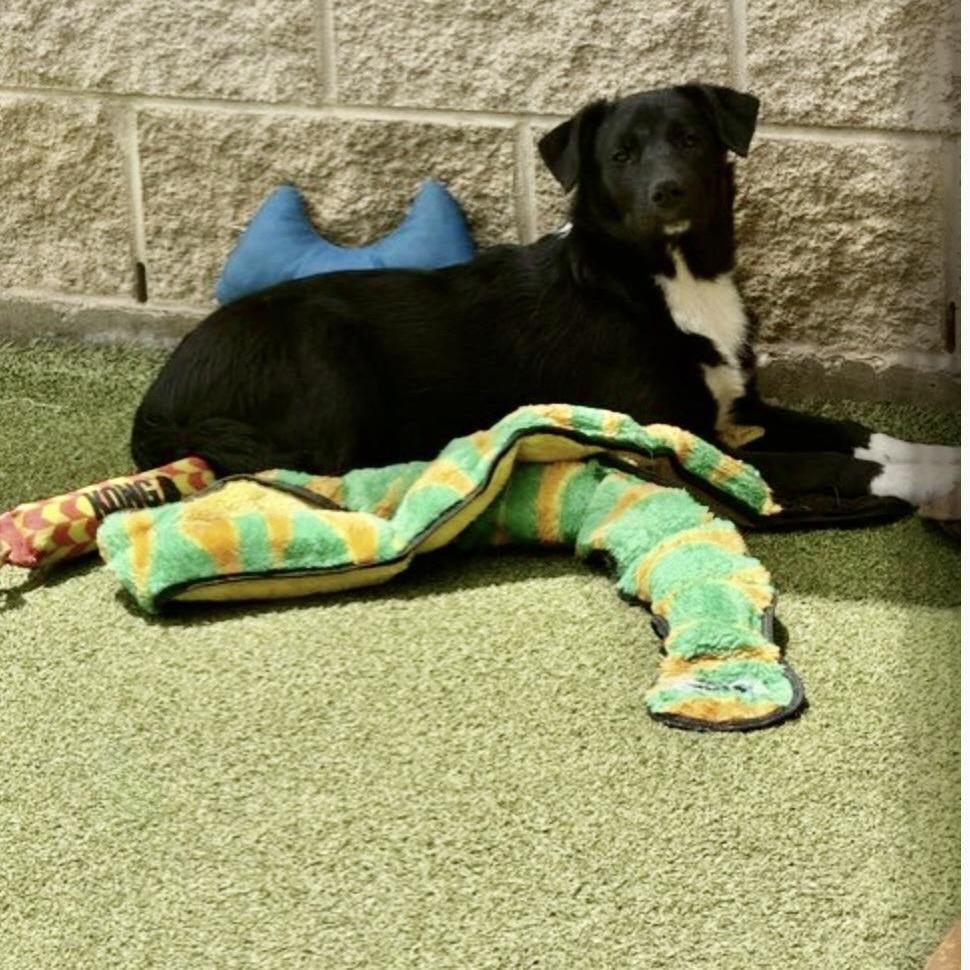 Twinkle , a Adoptable mixed breed in hagerstown, MD image 5/6