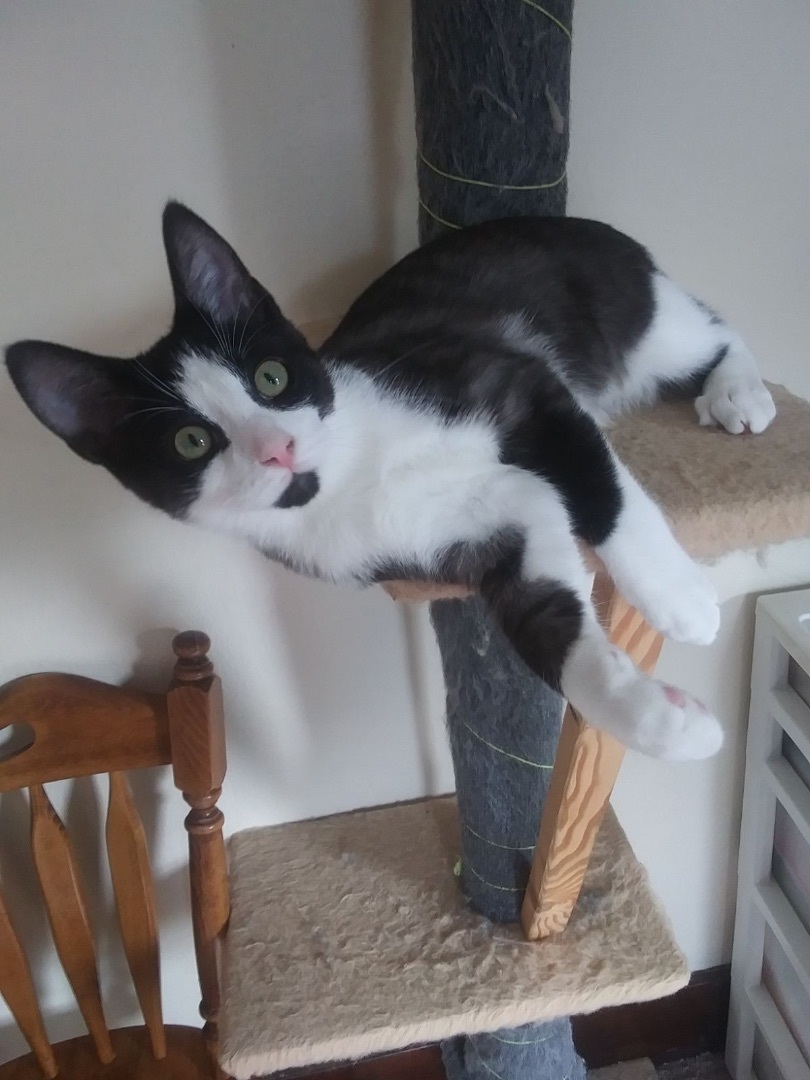 Enlarge Skipper, a Adopted Domestic Short Hair in Menasha, WI image 1/4