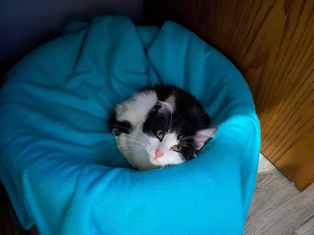 Enlarge Skipper, a Adopted Domestic Short Hair in Menasha, WI image 2/4