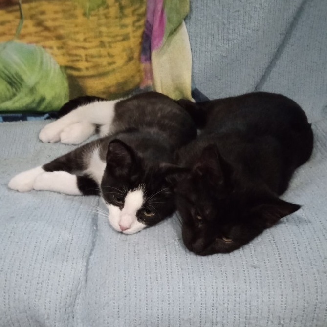 Enlarge Skipper, a Adopted Domestic Short Hair in Menasha, WI image 3/4