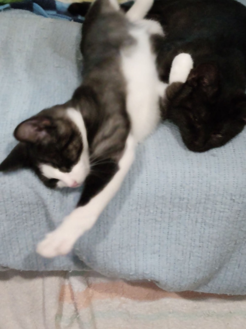 Enlarge Skipper, a Adopted Domestic Short Hair in Menasha, WI image 4/4