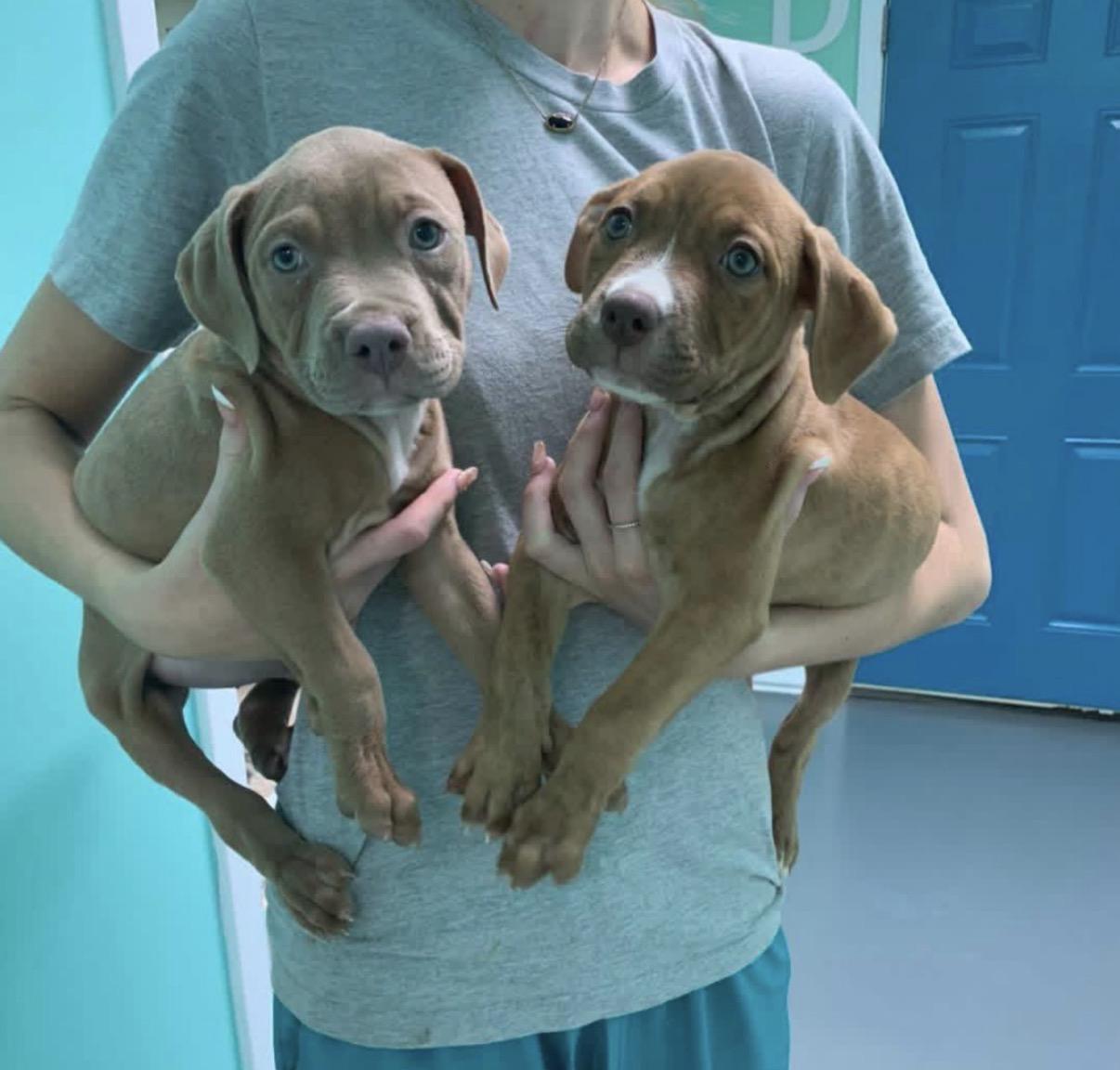 Buffy (right), Adoptable, Puppy Female Pit Bull Terrier & American Staffordshire Terrier.