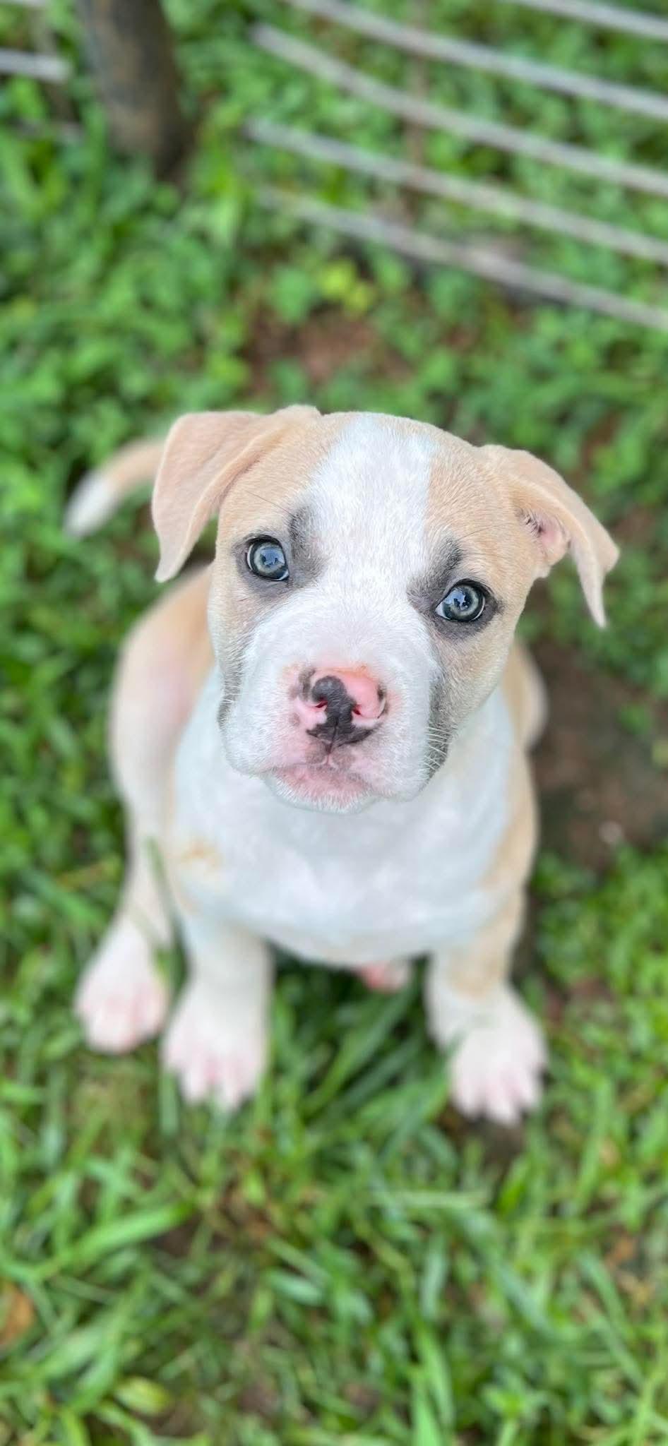 Nova