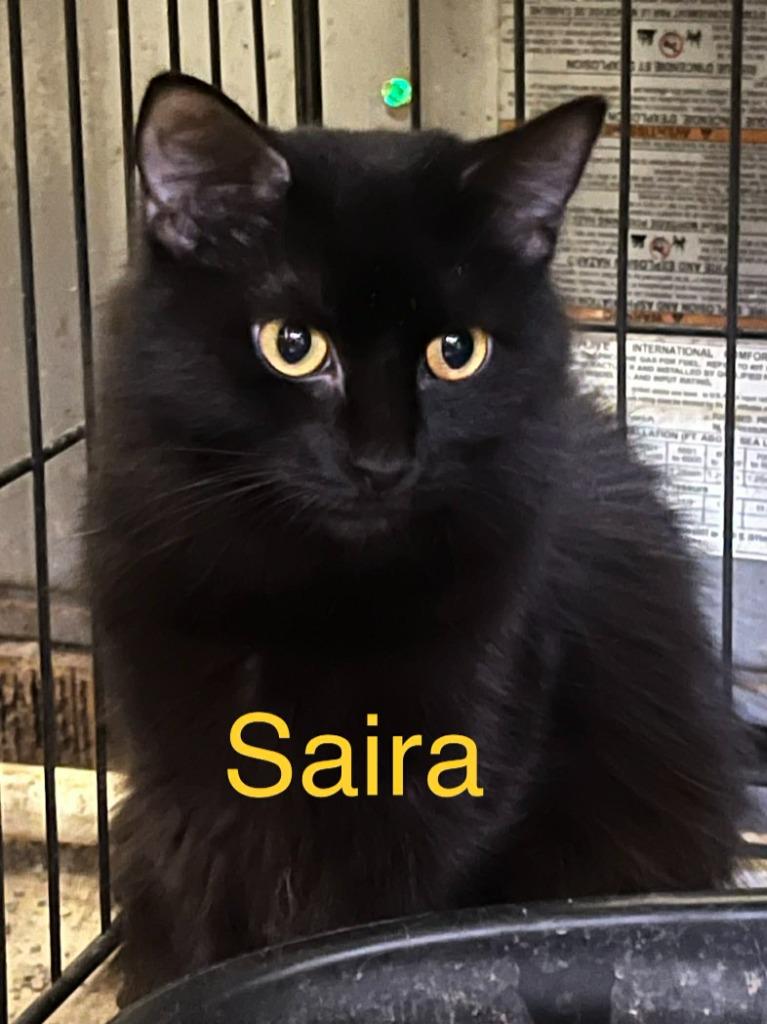 SAIRA, Adoptable, Adult Male Domestic Long Hair.