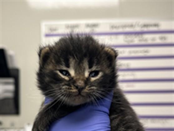 Enlarge BRUCE - ADOPTION PENDING, a Adoptable Domestic Short Hair in Ontario, CA image 1/1