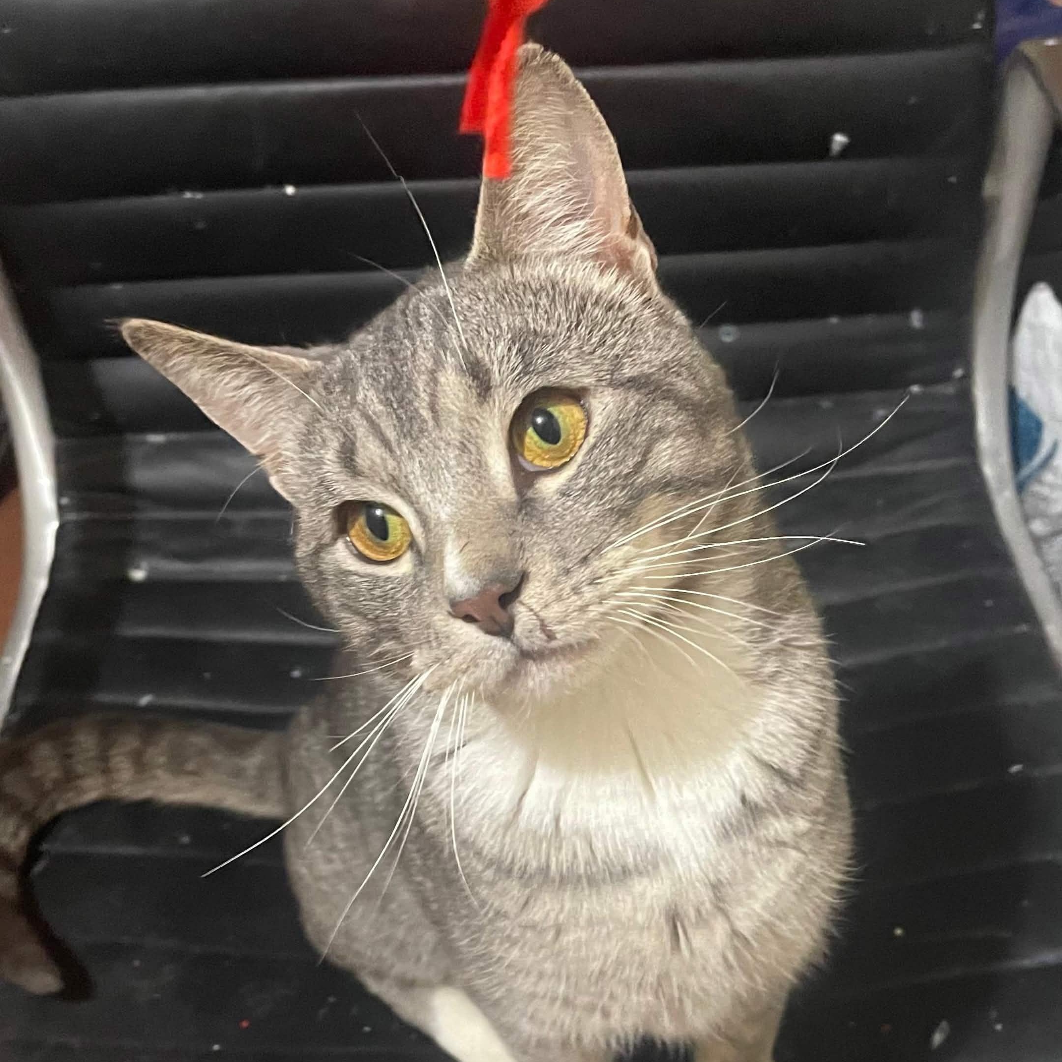 Enlarge Mr. Lorenzo, an adopted Domestic Short Hair in Weehawken, NJ image 2/6