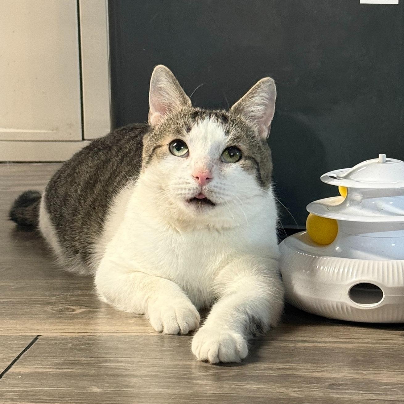 Cecil, Adoptable, Adult Male Domestic Short Hair.