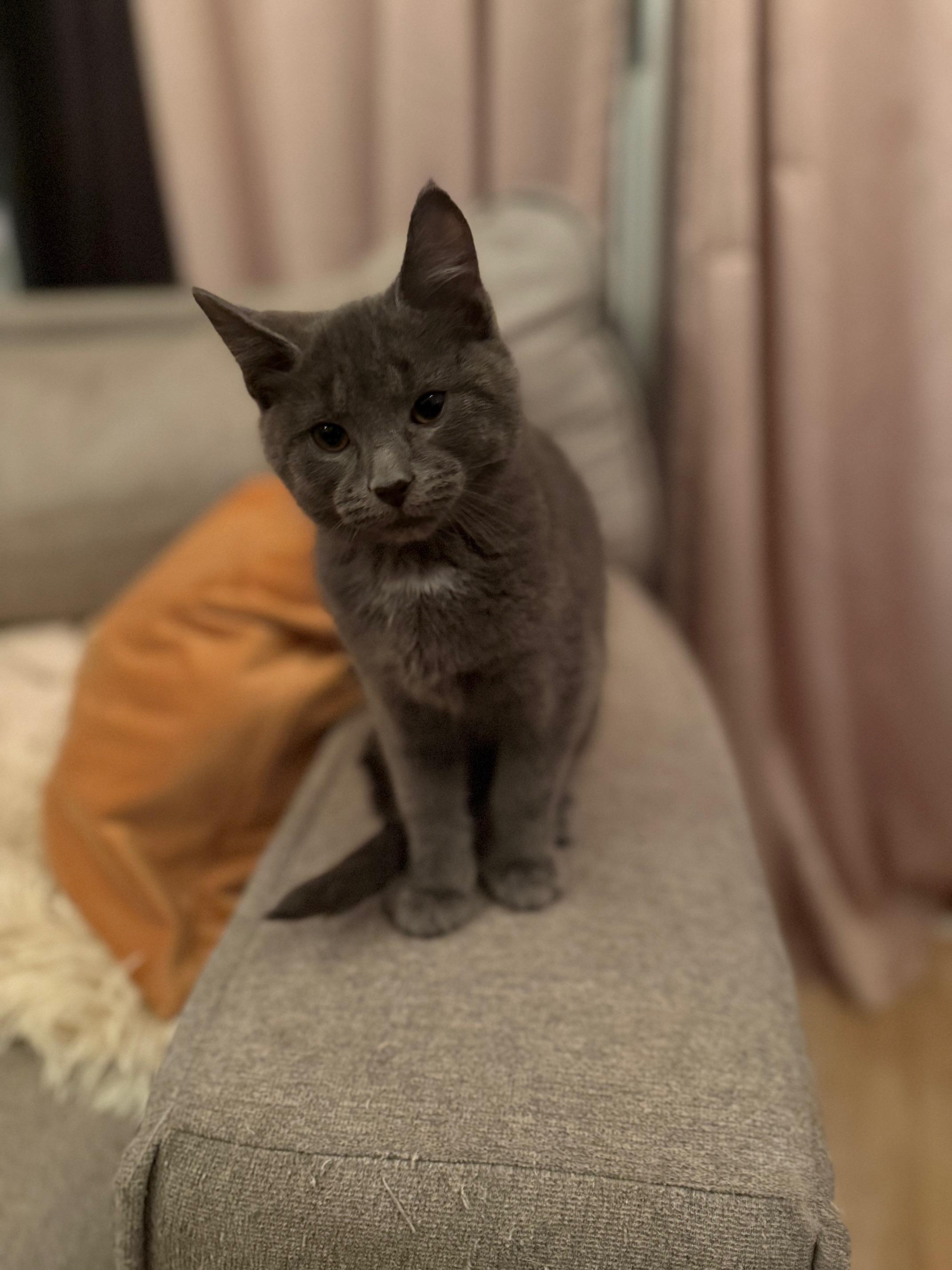 Enlarge Kijo, a Adopted Domestic Short Hair in Gaylordsville, CT image 1/2