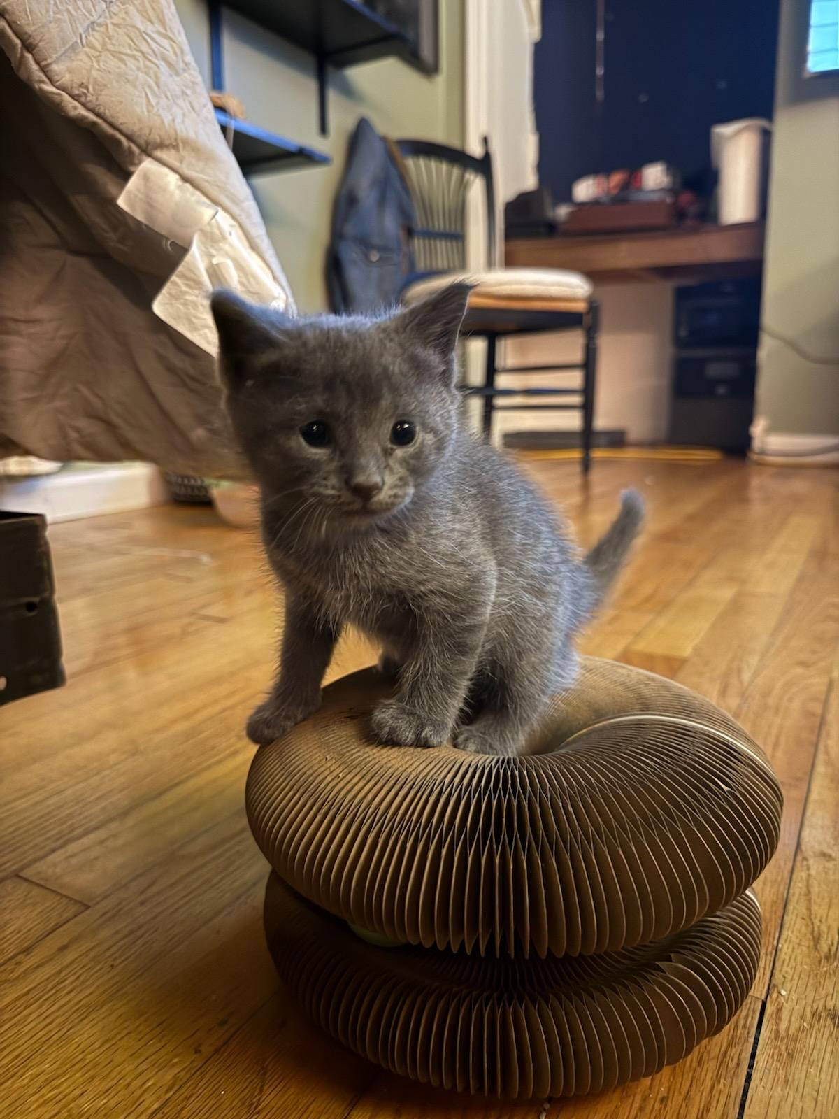 Kijo, Adopted, Kitten Male Domestic Short Hair.