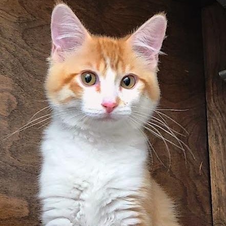 Enlarge Orange Pop, a ADOPTABLE Domestic Medium Hair in Mesquite, NV image 1/3