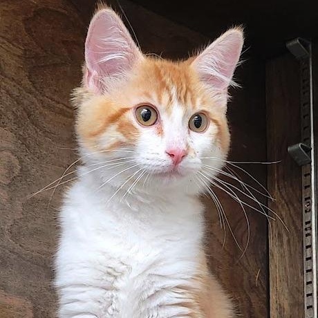 Enlarge Orange Pop, a ADOPTABLE Domestic Medium Hair in Mesquite, NV image 3/3