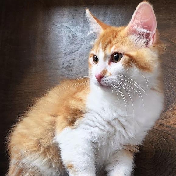 Enlarge Orange Pop, a ADOPTABLE Domestic Medium Hair in Mesquite, NV image 2/3
