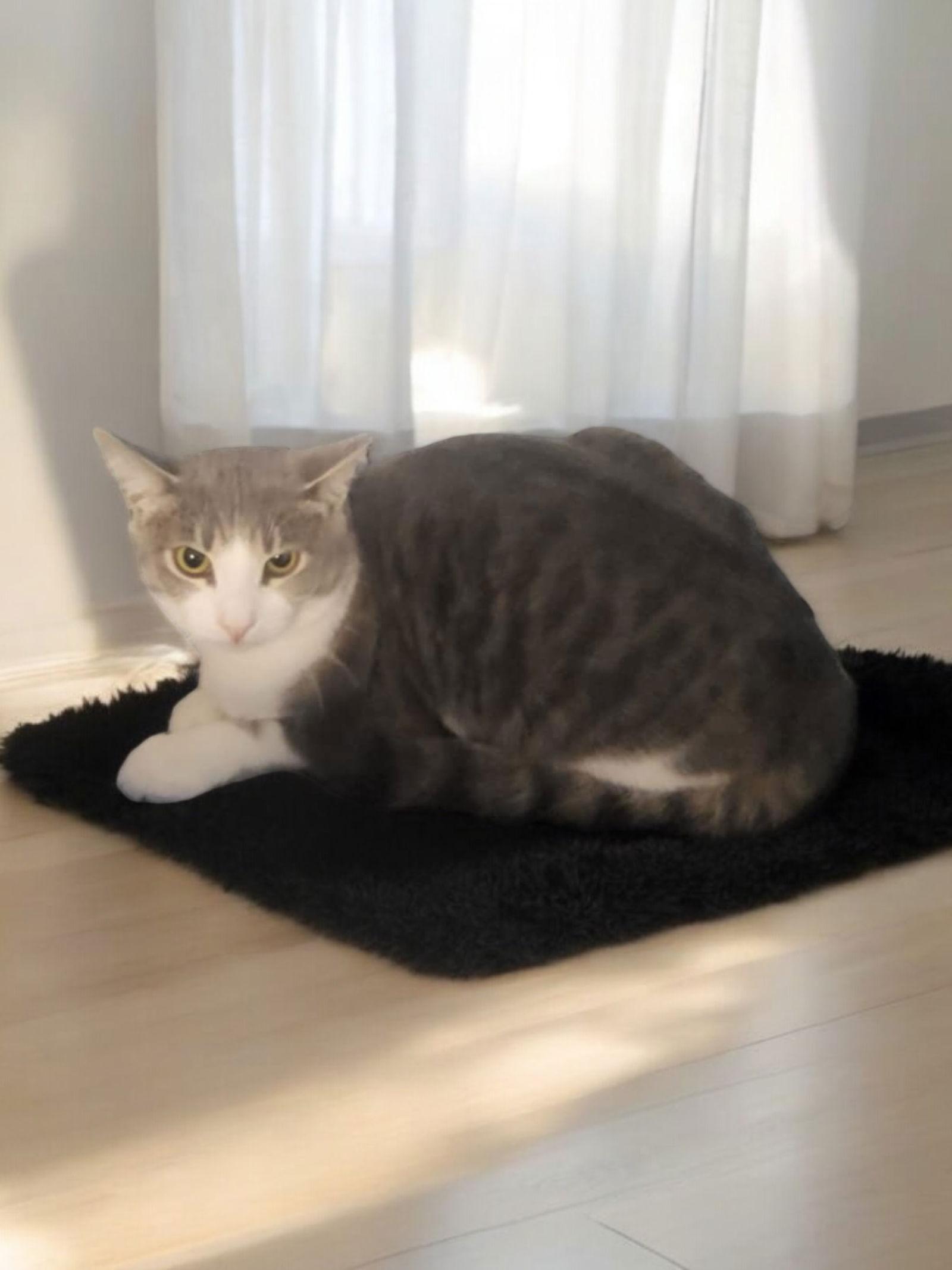 Enlarge Abbott, a Adoptable Domestic Short Hair in Champaign, IL image 1/3