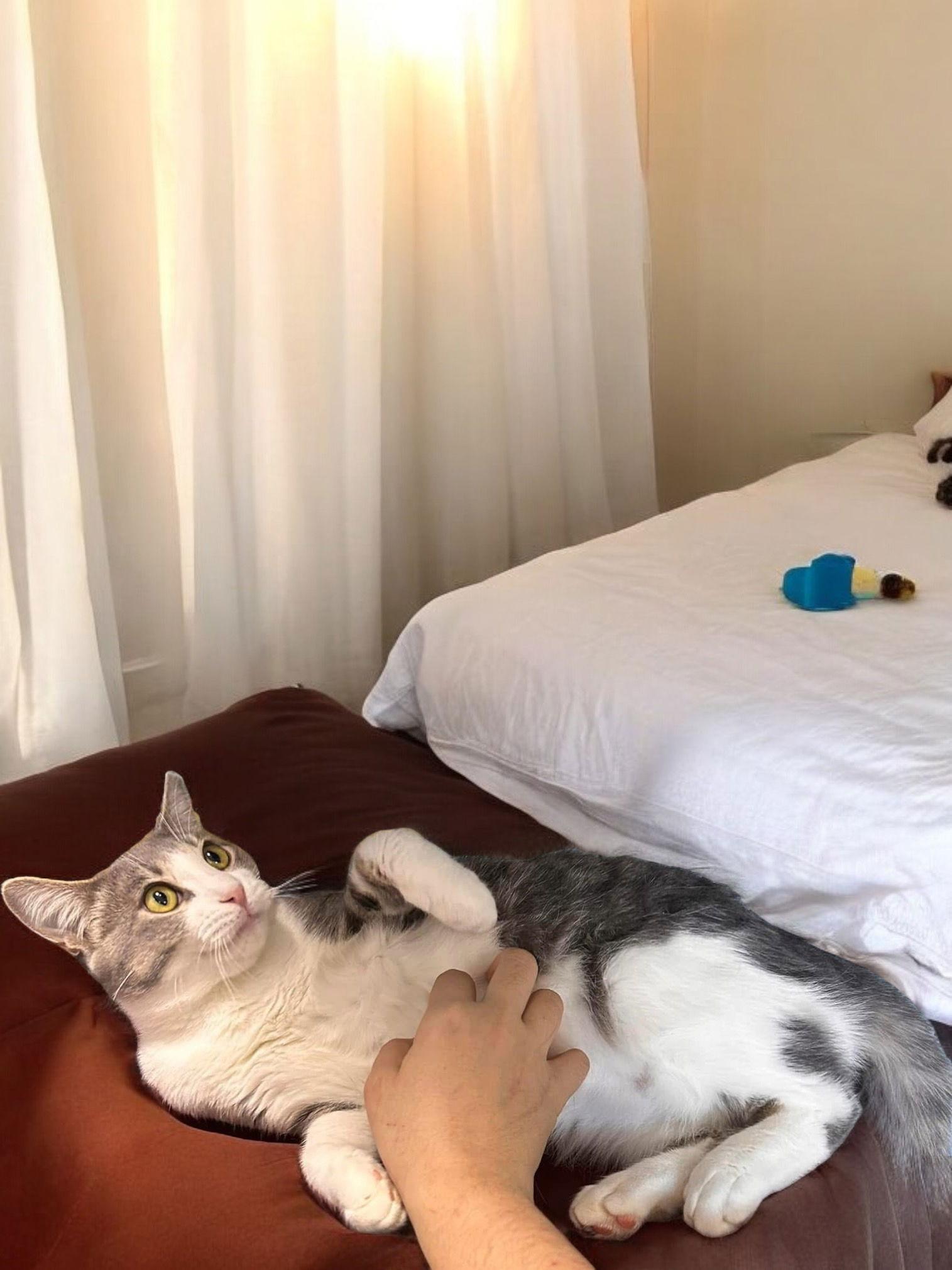 Enlarge Abbott, a Adoptable Domestic Short Hair in Champaign, IL image 2/3