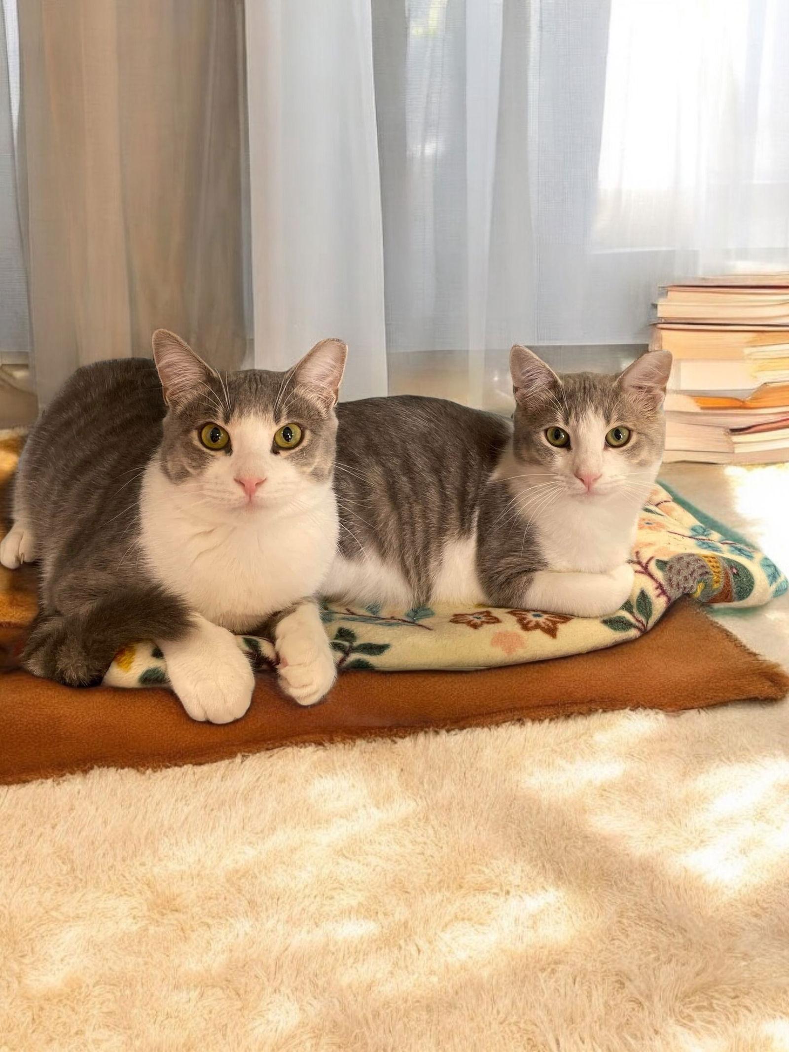 Enlarge Abbott, a Adoptable Domestic Short Hair in Champaign, IL image 3/3