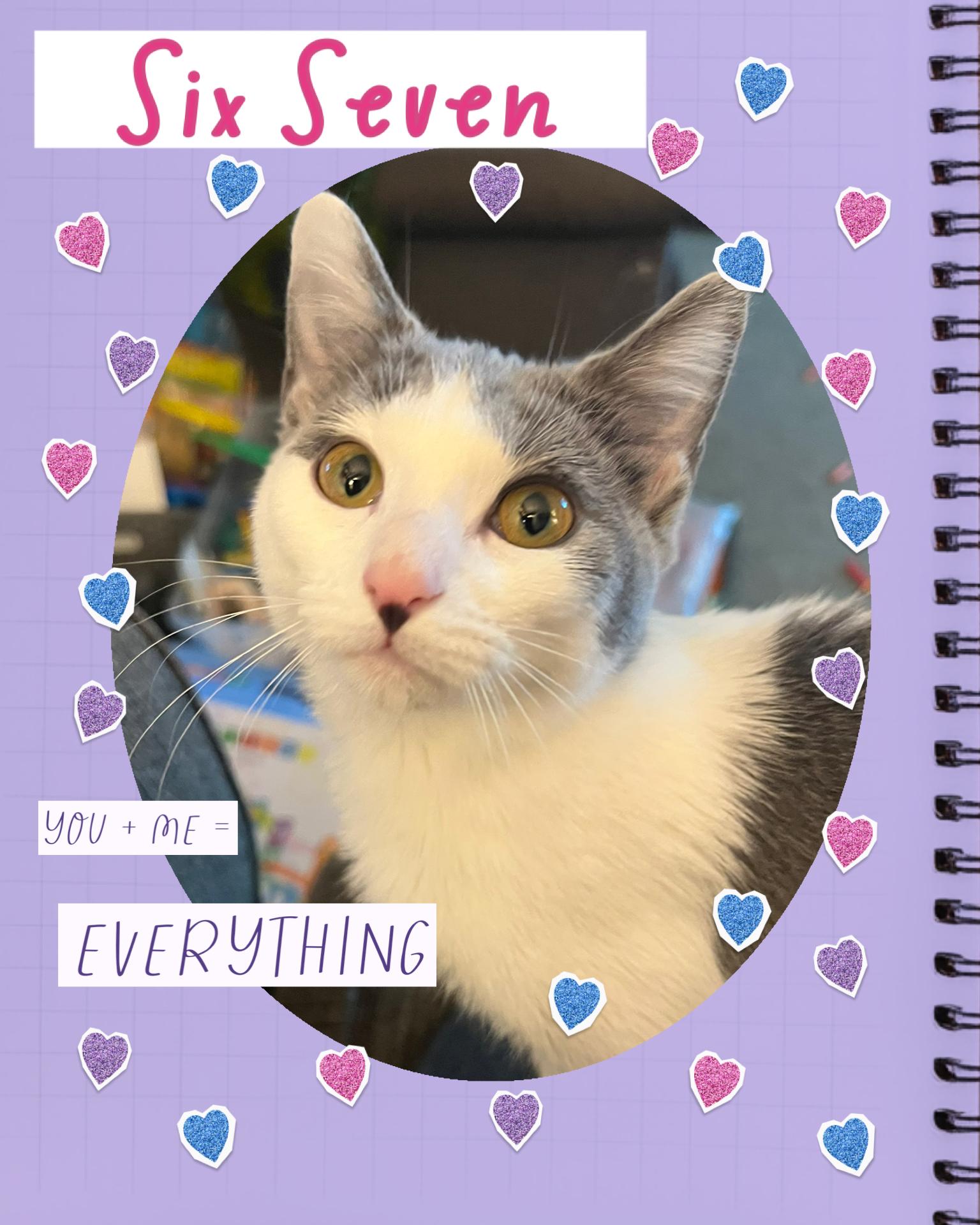 Six Seven, an adopted Domestic Short Hair in Pasco, WA image 3/3