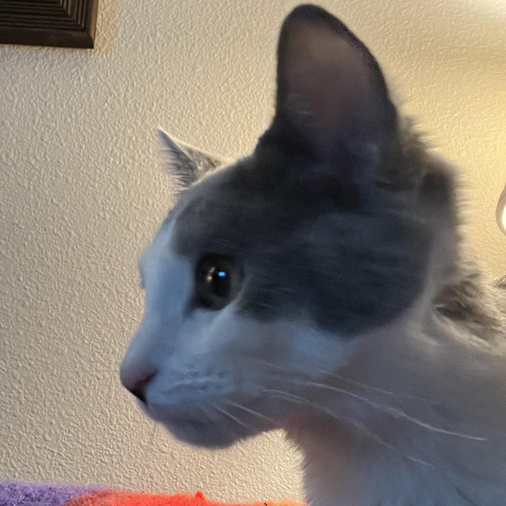 Six Seven, an adopted Domestic Short Hair in Pasco, WA image 2/3