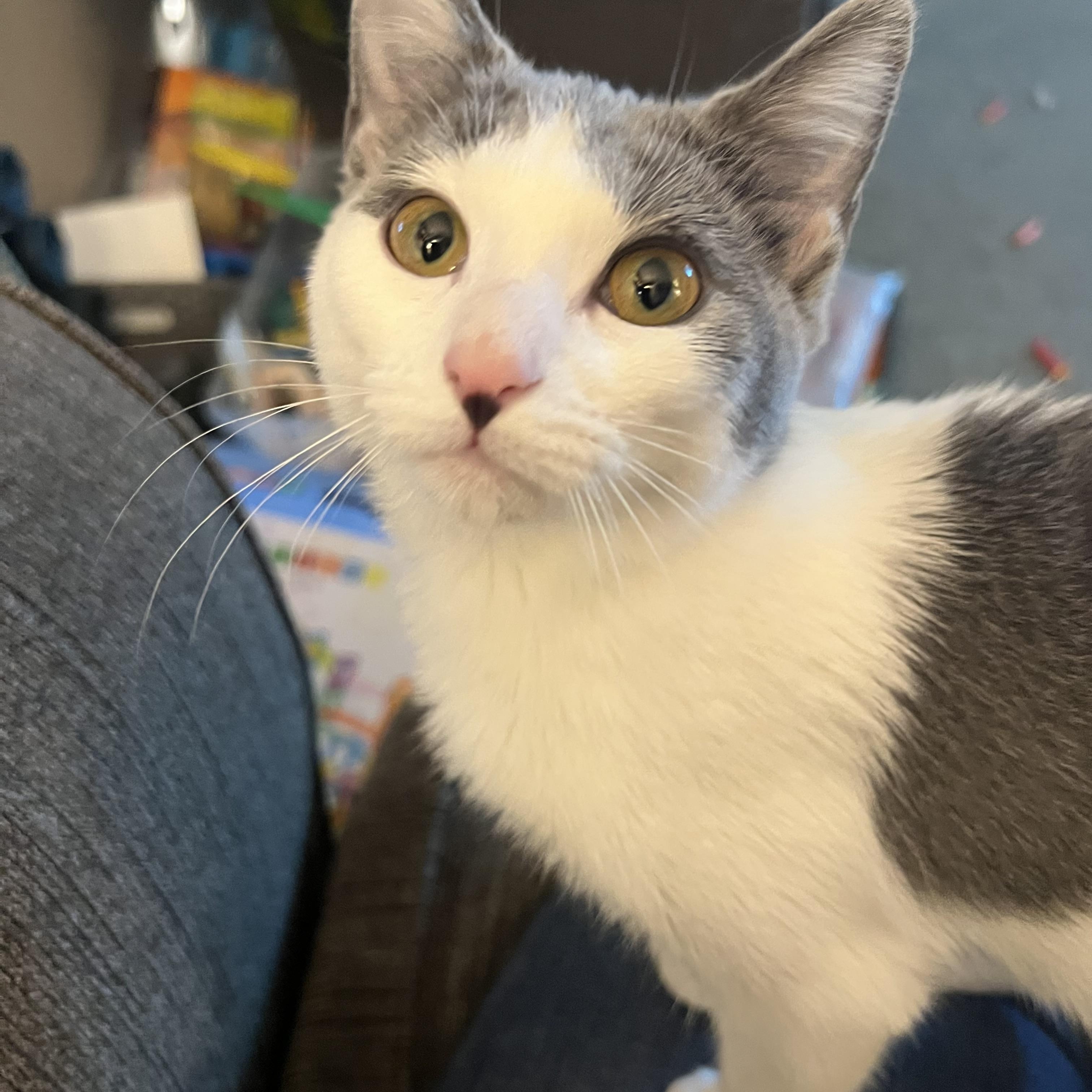 Six Seven, adopted, Kitten Female Domestic Short Hair.