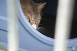 Thor, ADOPTABLE, Adult Male Domestic Short Hair.