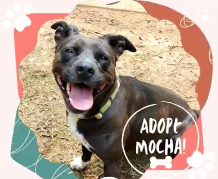 Enlarge Mocha, a Adoptable American Staffordshire Terrier in Denison, TX image 1/1