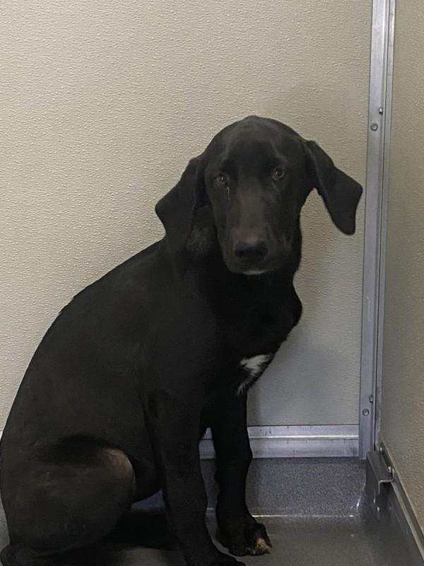 Nessie, Adoptable, Young Female Labrador Retriever.
