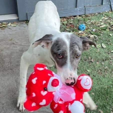Enlarge Rosie, a Adoptable mixed breed in Dallas, TX image 6/6