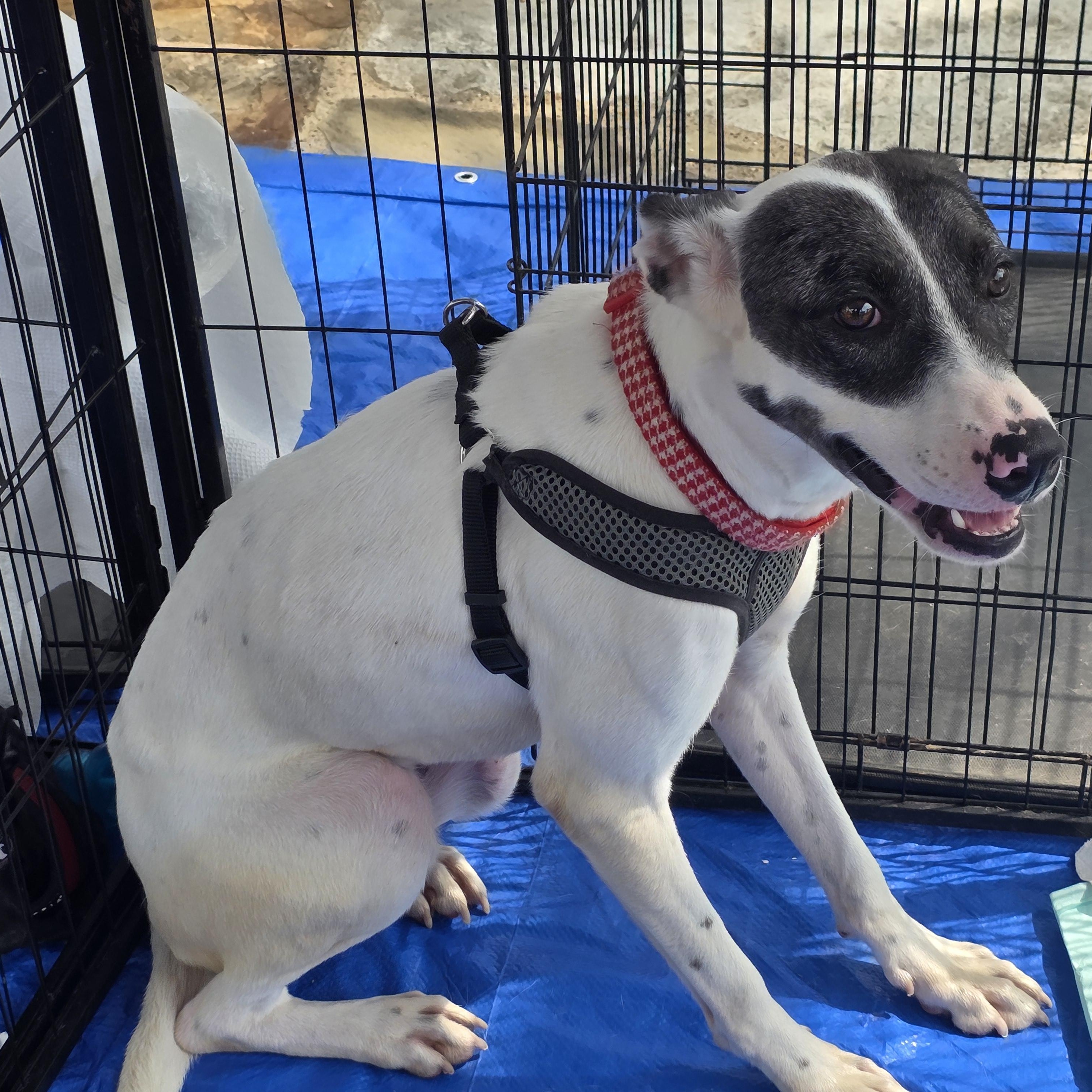 Enlarge Rosie, a Adoptable mixed breed in Dallas, TX image 2/6