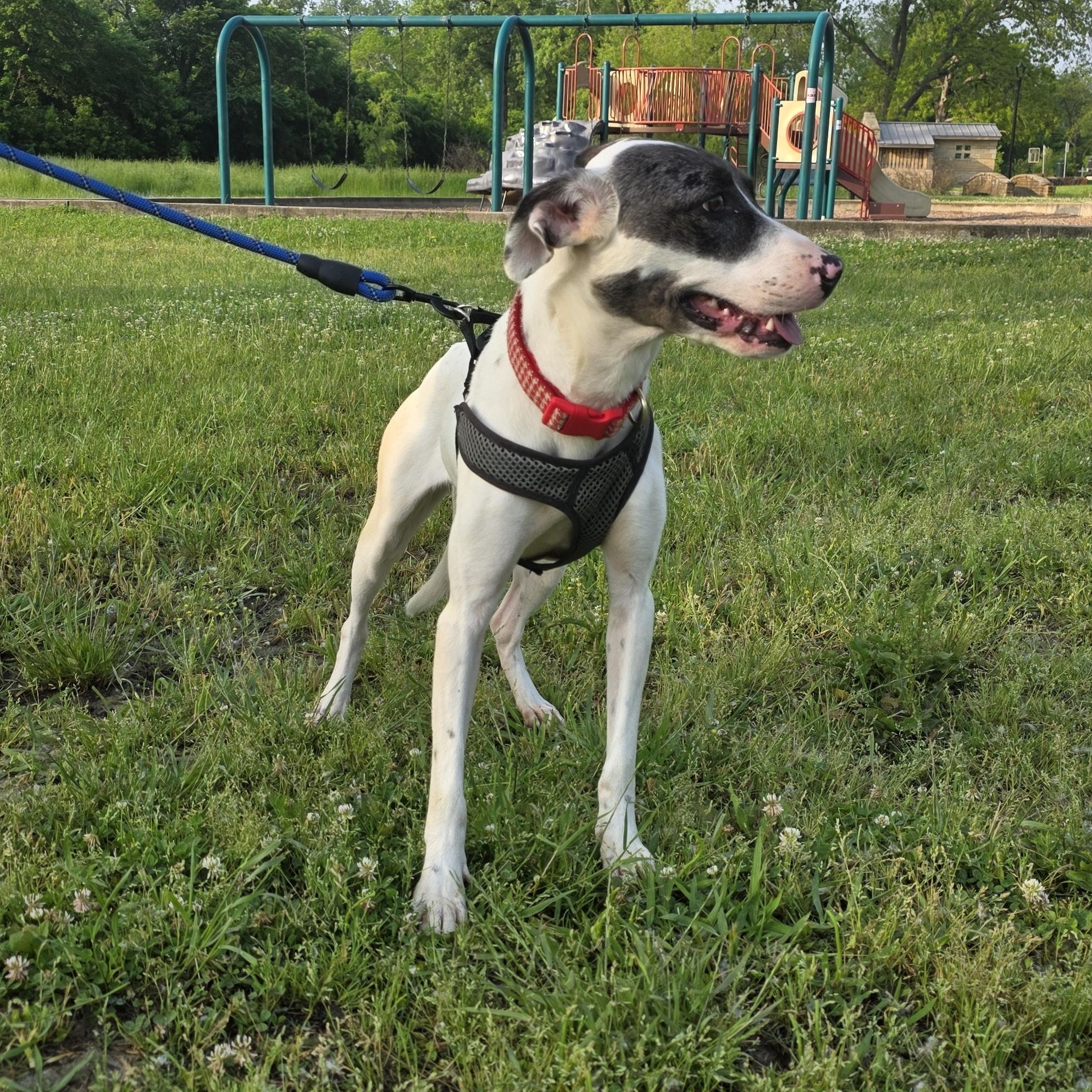 Rosie, Adoptable, Adult Female Catahoula Leopard Dog.