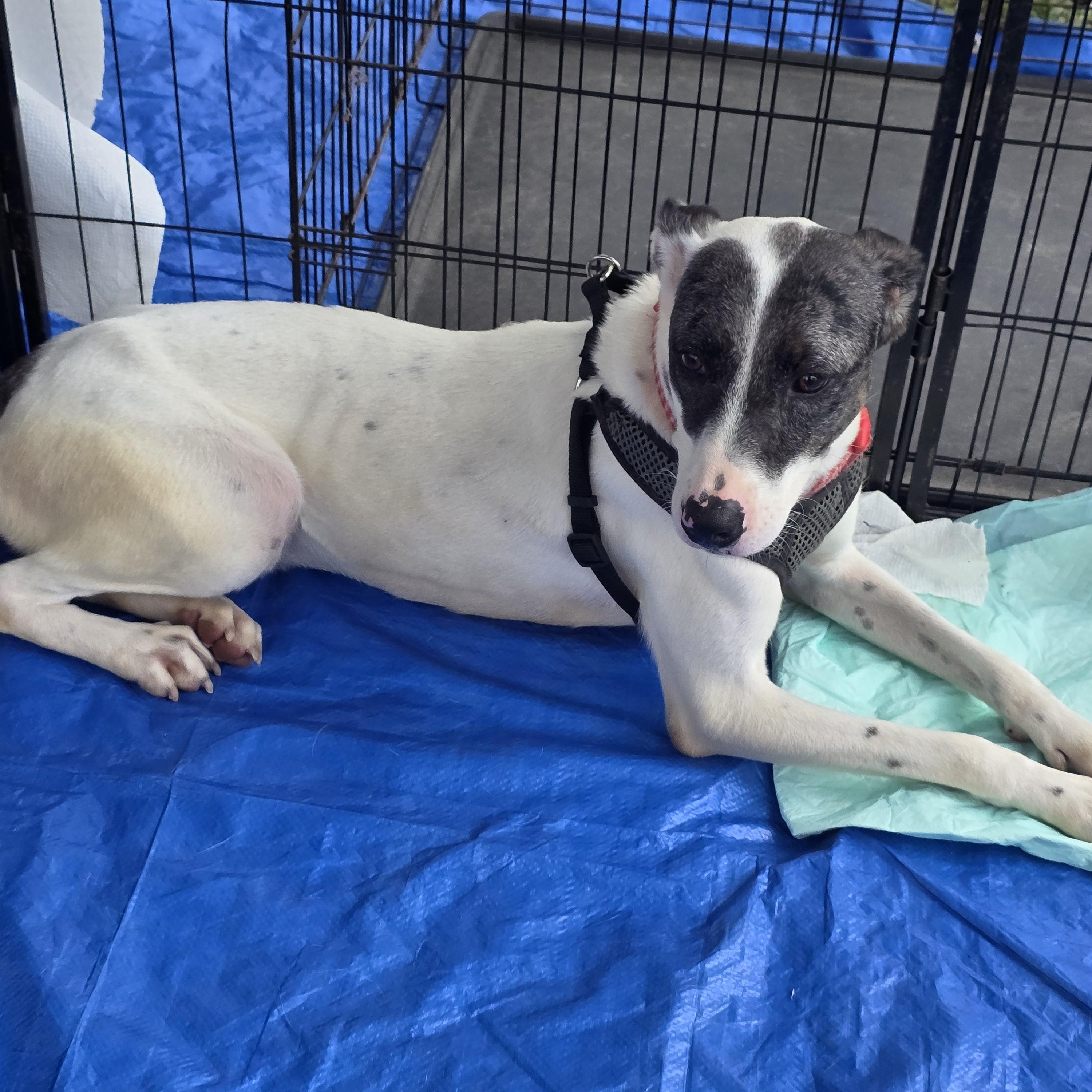 Enlarge Rosie, a Adoptable mixed breed in Dallas, TX image 3/6