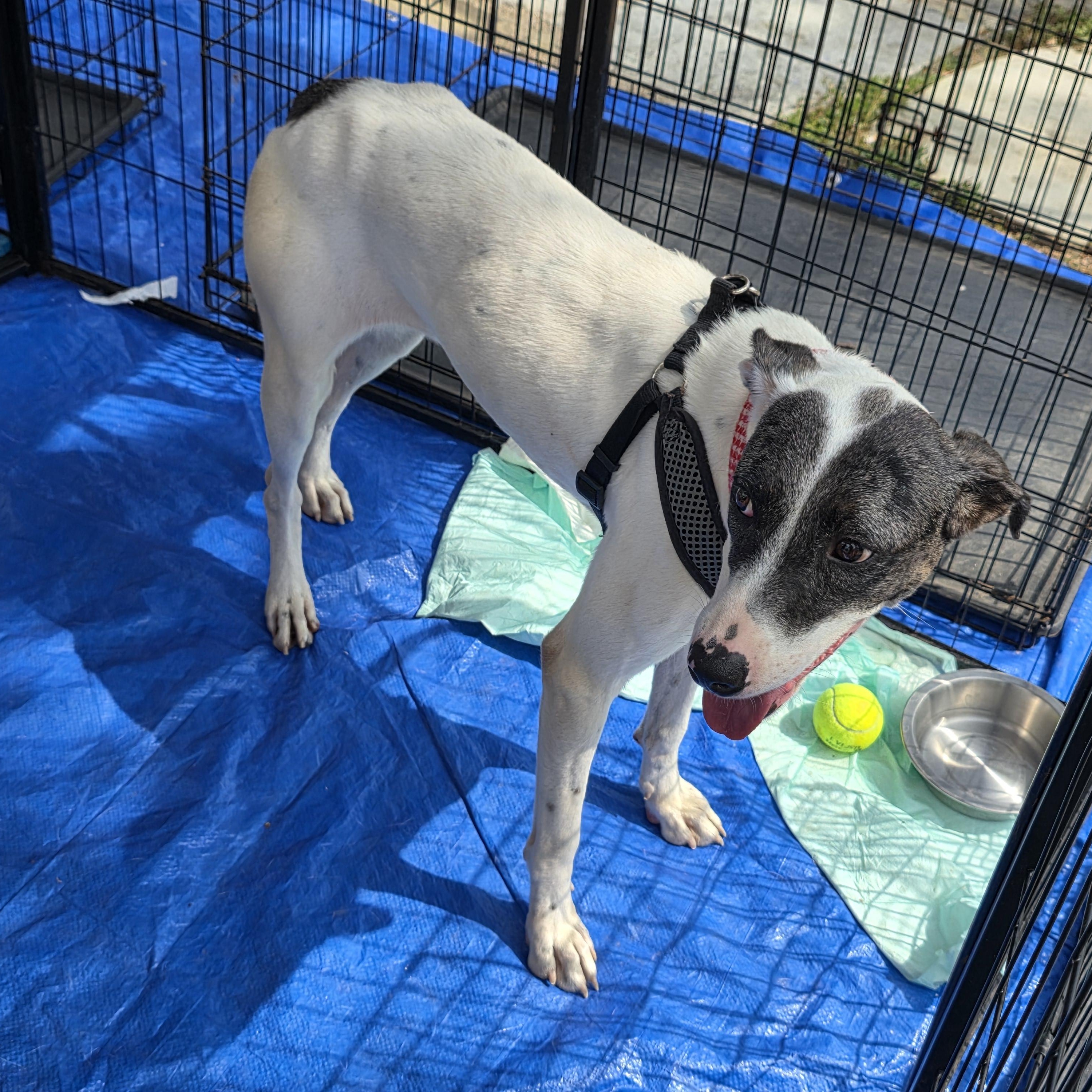 Enlarge Rosie, a Adoptable mixed breed in Dallas, TX image 4/6