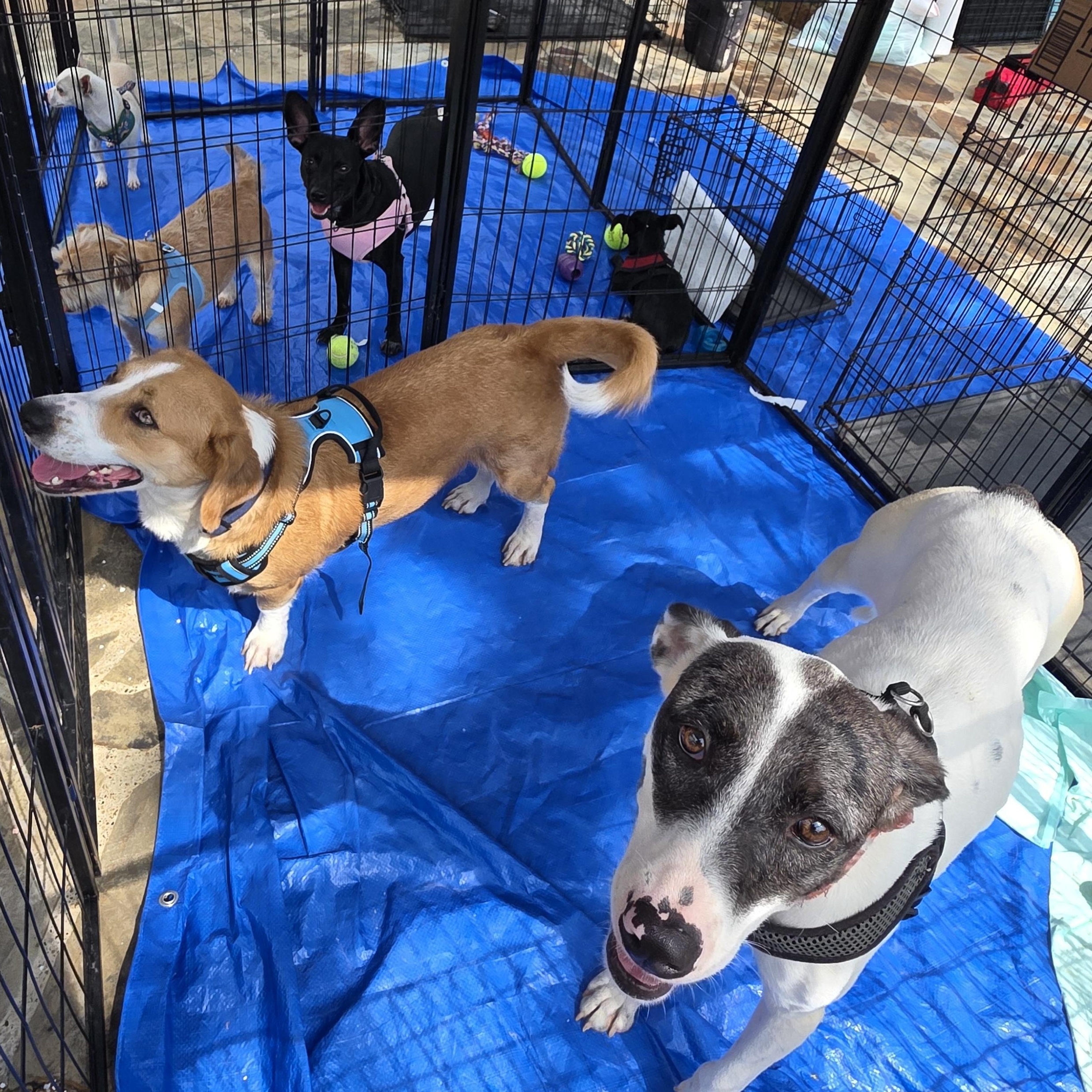 Enlarge Rosie, a Adoptable mixed breed in Dallas, TX image 5/6