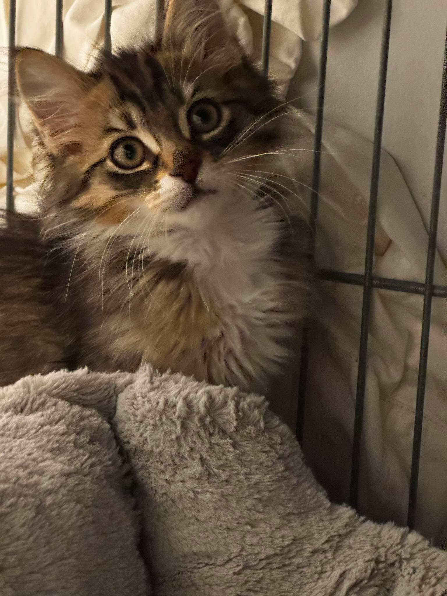 Enlarge Momo, a ADOPTABLE Domestic Long Hair in Calgary, AB image 1/2