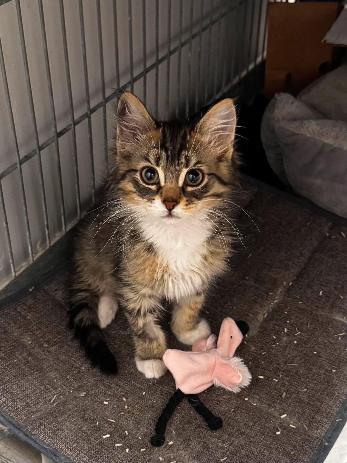 Enlarge Momo, a ADOPTABLE Domestic Long Hair in Calgary, AB image 2/2