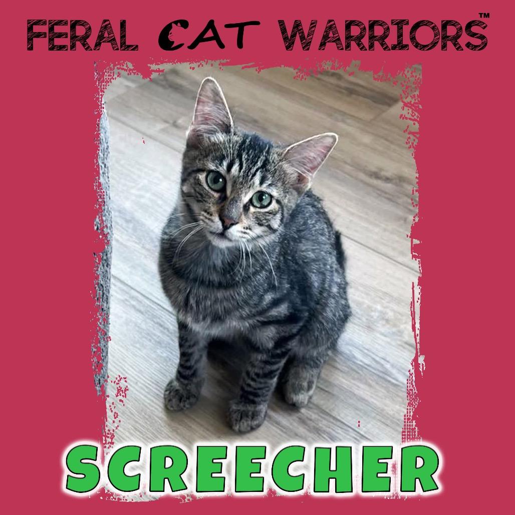 Screecher, Adoptable, Kitten Male Domestic Short Hair.