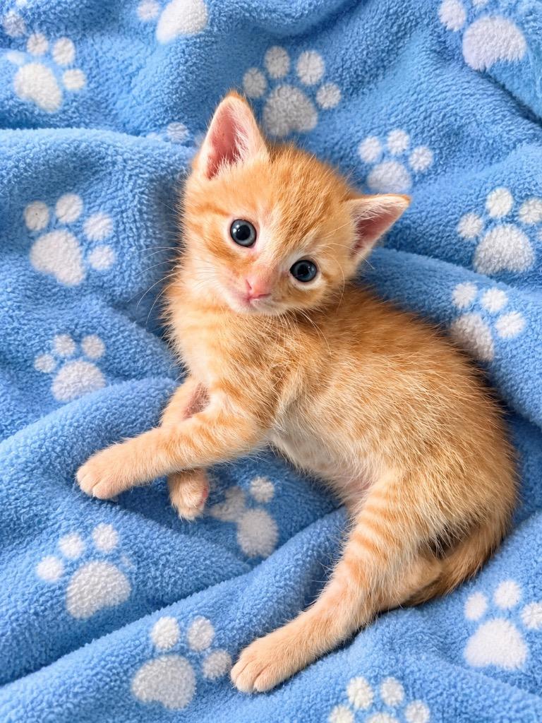Toulouse, Adoptable, Kitten Male Domestic Short Hair.